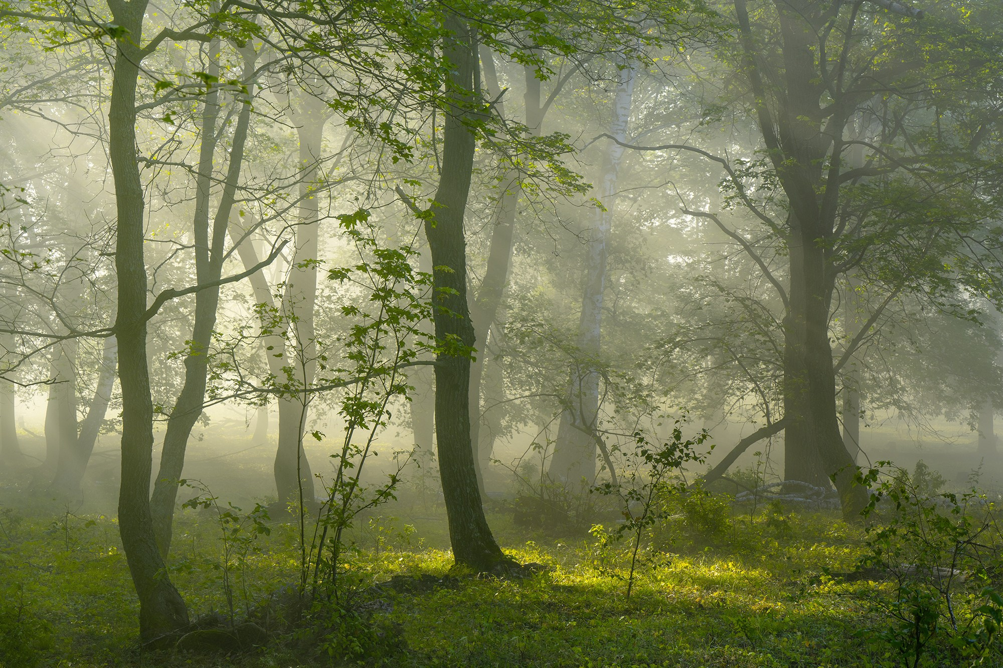 Лето, лес, деревья…. Пейзажный фотограф Руслан Лукманов