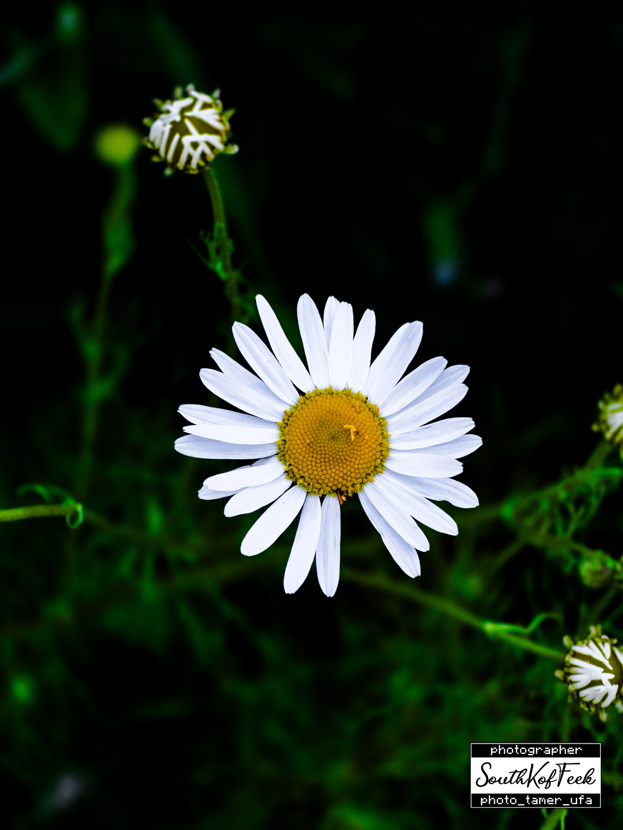 Цветы?. Photo Tamer Ufa