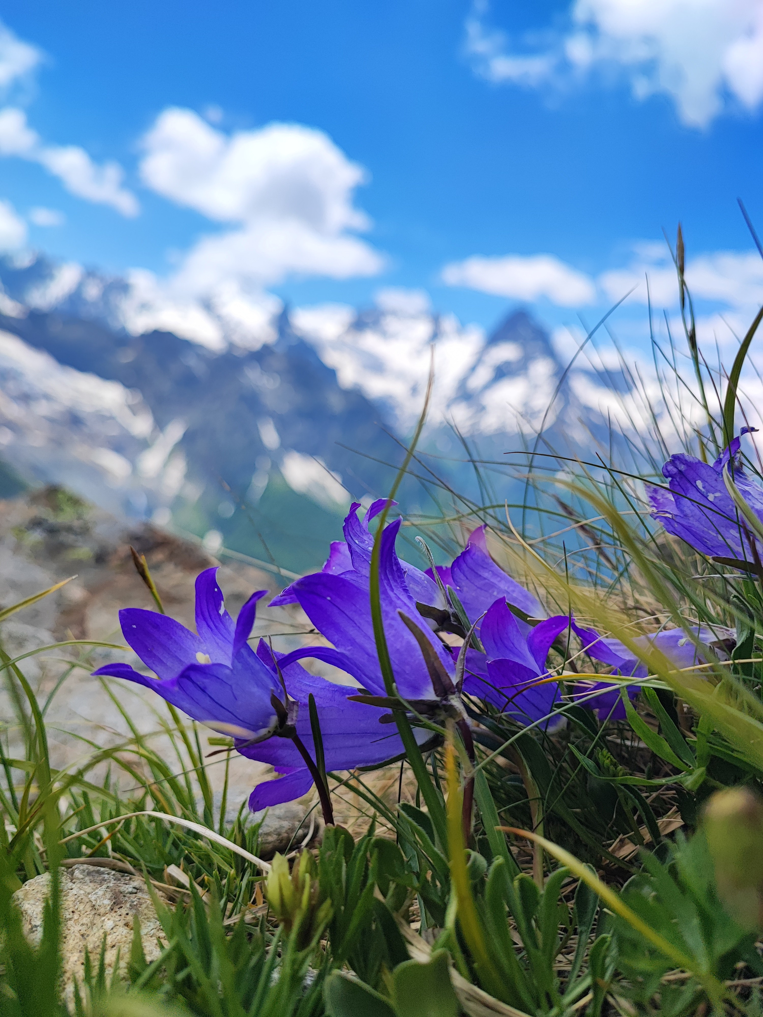 Намобилкус кавказский. Репортажный фотограф Алексей Пирязев