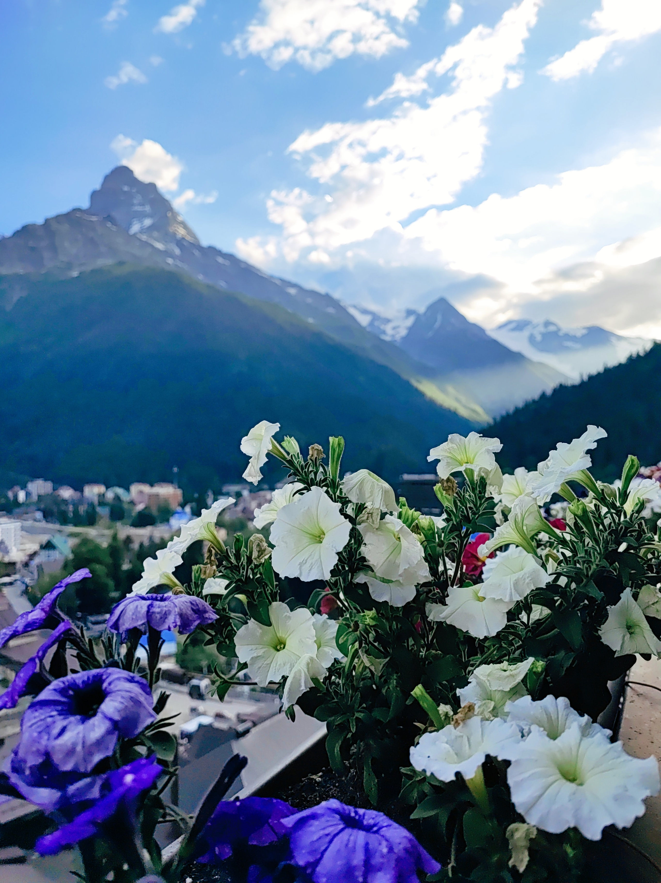 Намобилкус кавказский. Репортажный фотограф Алексей Пирязев