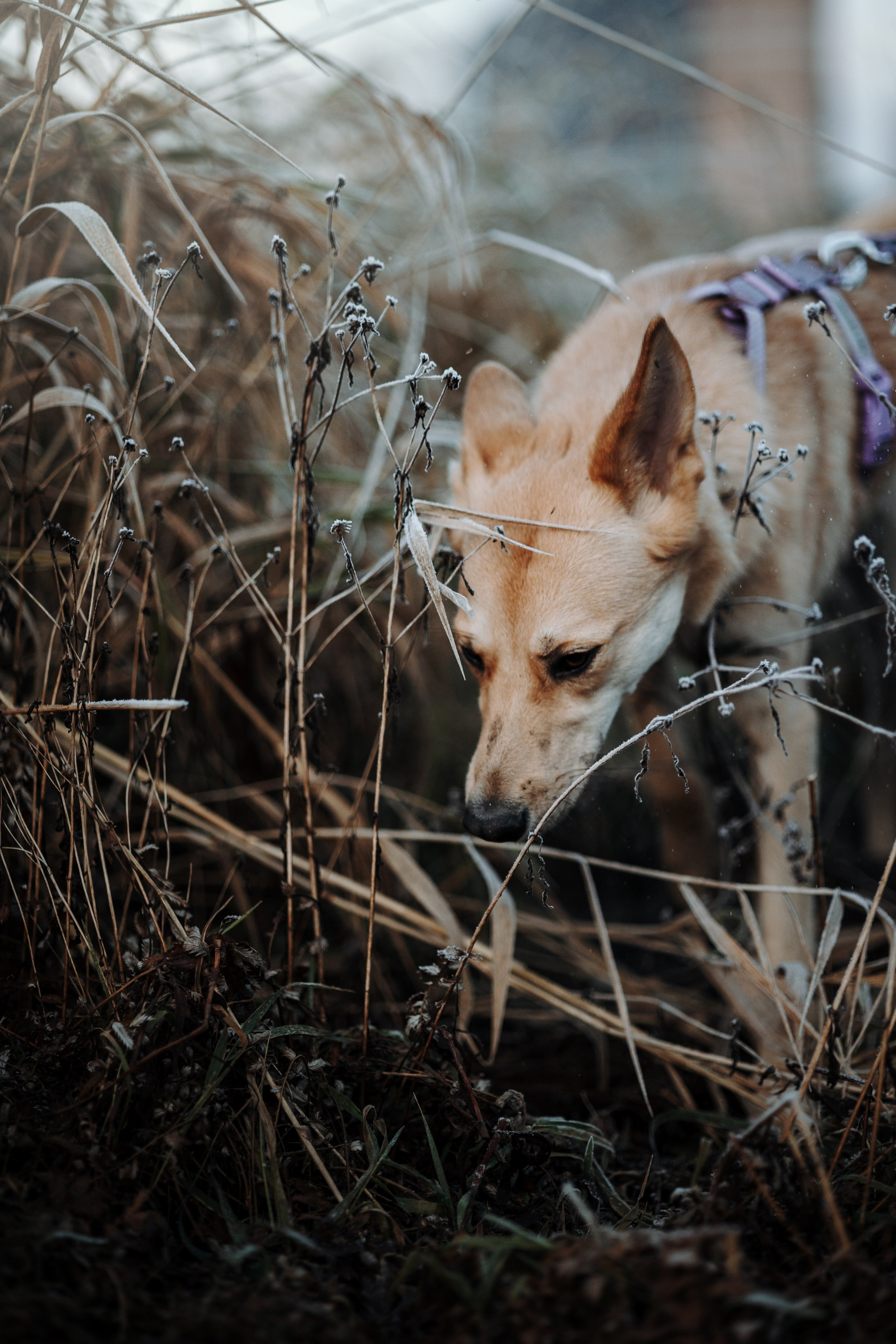 Юля и Джесси. Фотограф — Анималист | Санкт-Петербург