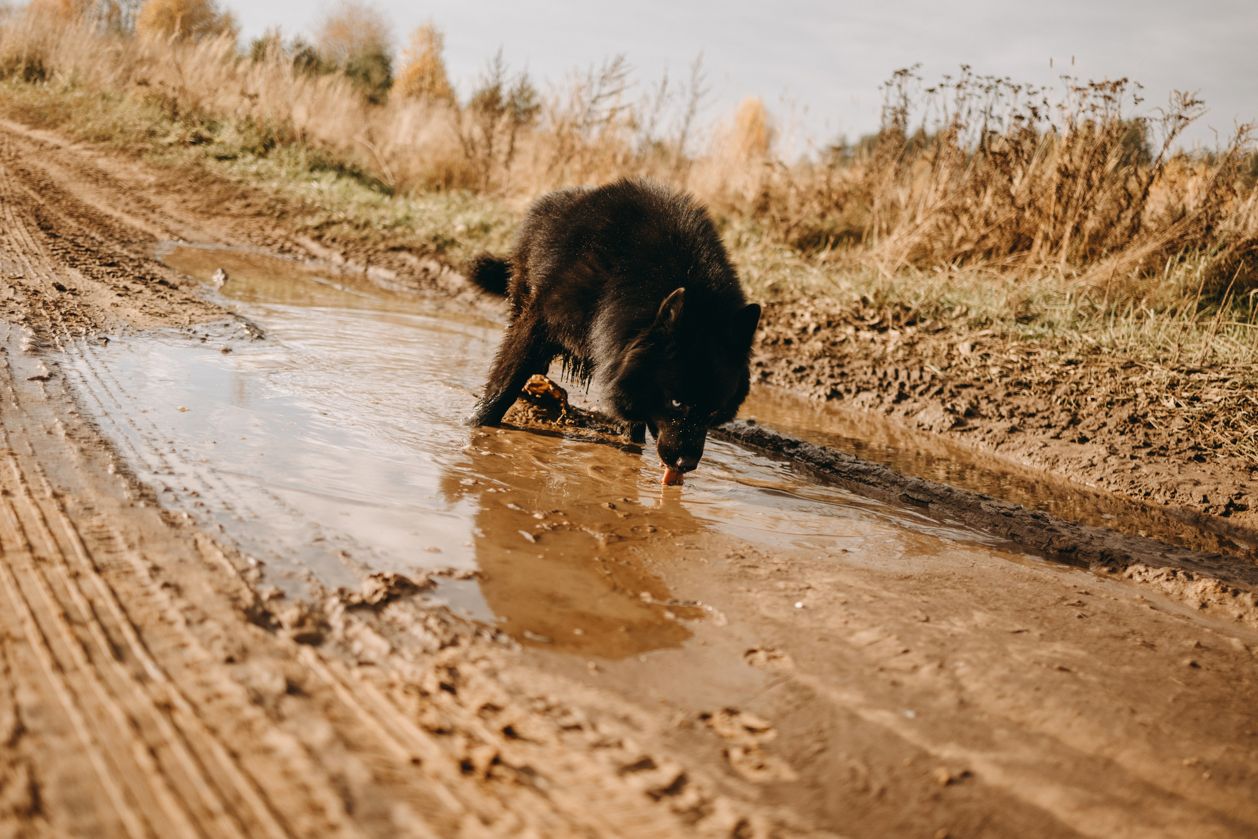 Лора и Джанго. Фотограф — Анималист | Санкт-Петербург