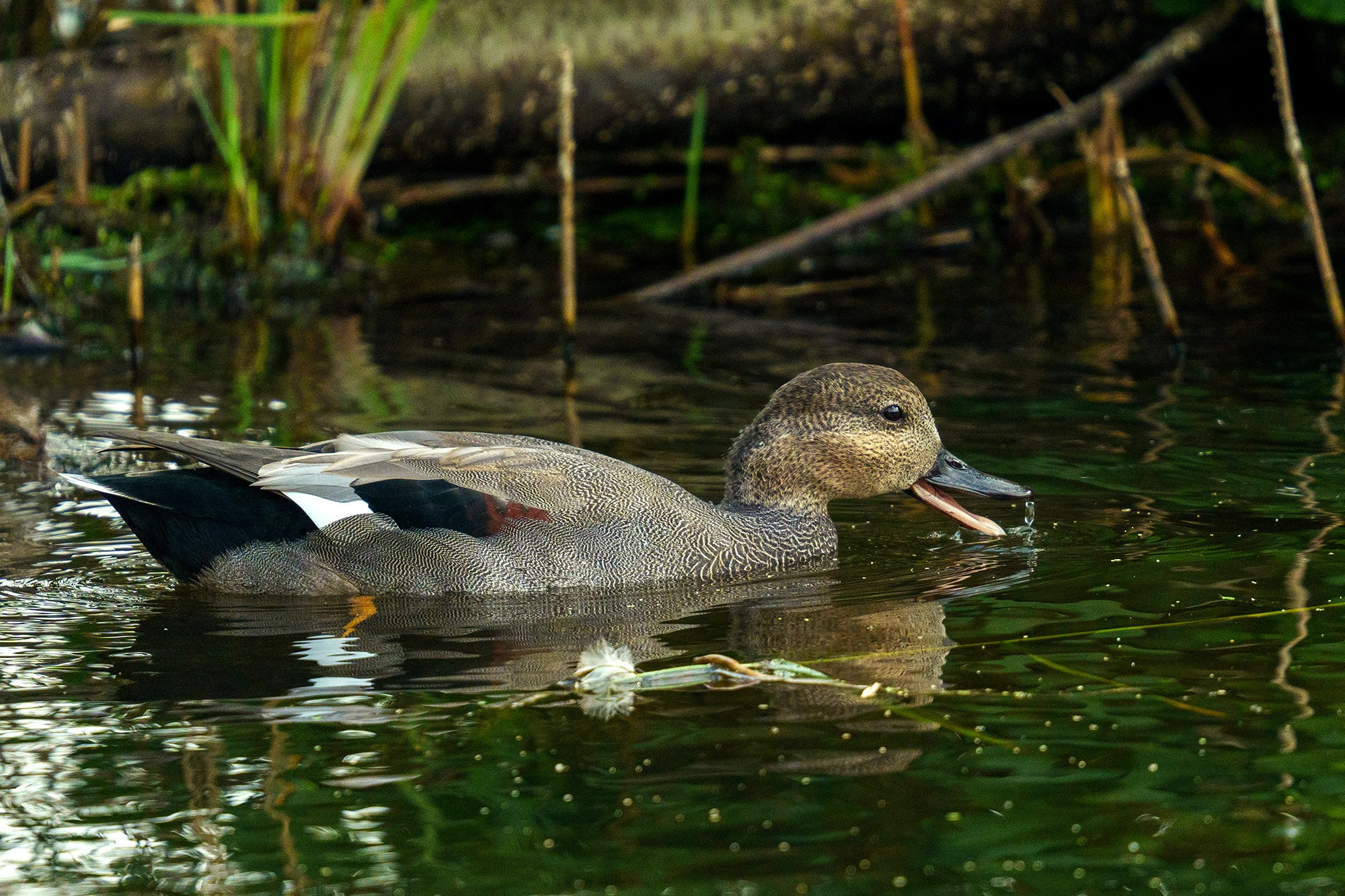 Удивительные мир птиц. Вокруг нас столько прекрасного — присмотритесь!. Ваш личный фотограф Марина Волкова