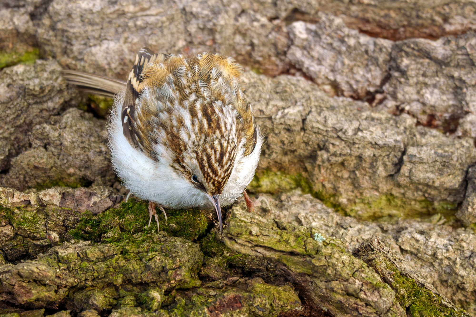Удивительные мир птиц. Вокруг нас столько прекрасного — присмотритесь!. Ваш личный фотограф Марина Волкова
