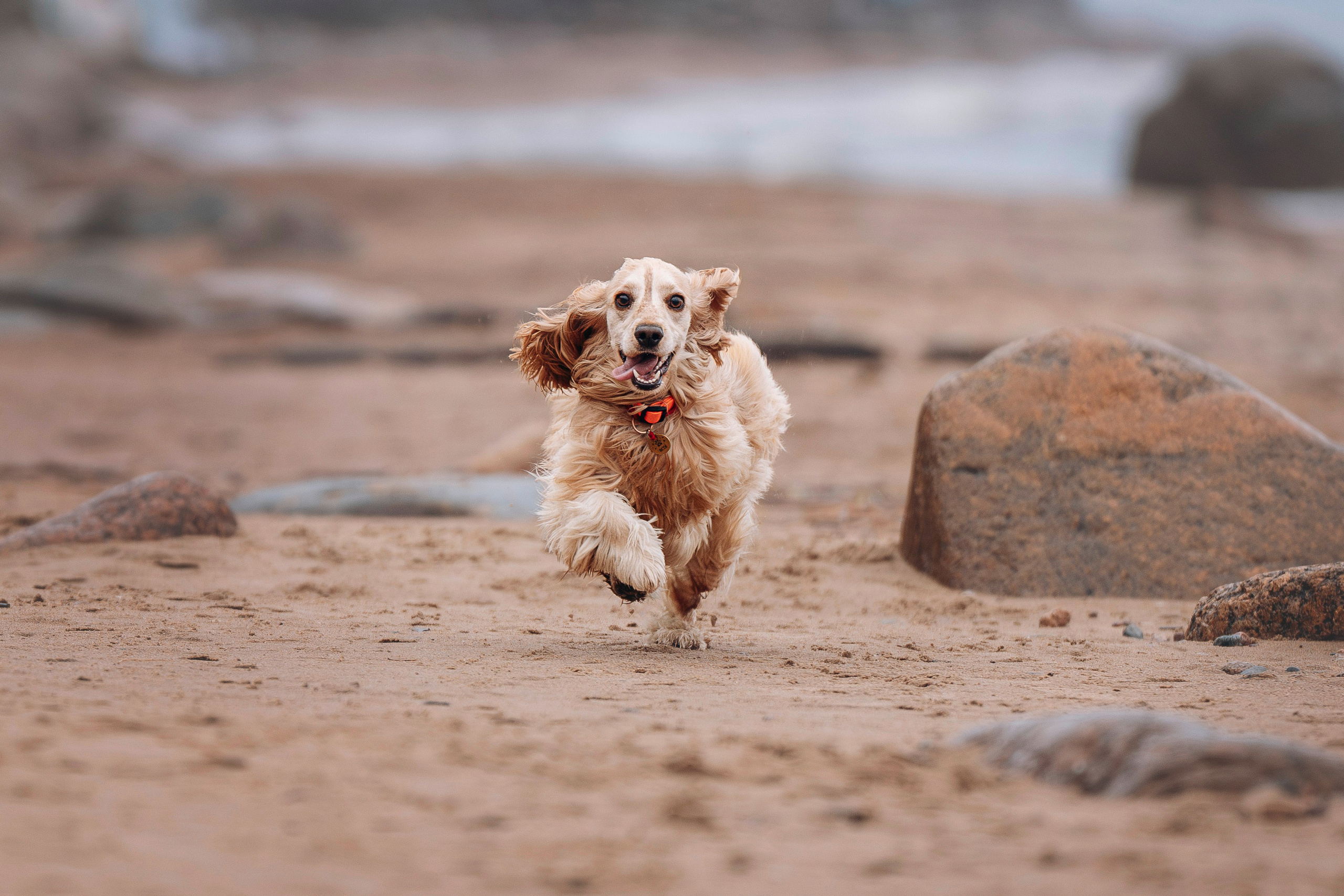 Асти, Крис и Александра. Фотограф анималист в Спб недорого Олеся Майорова