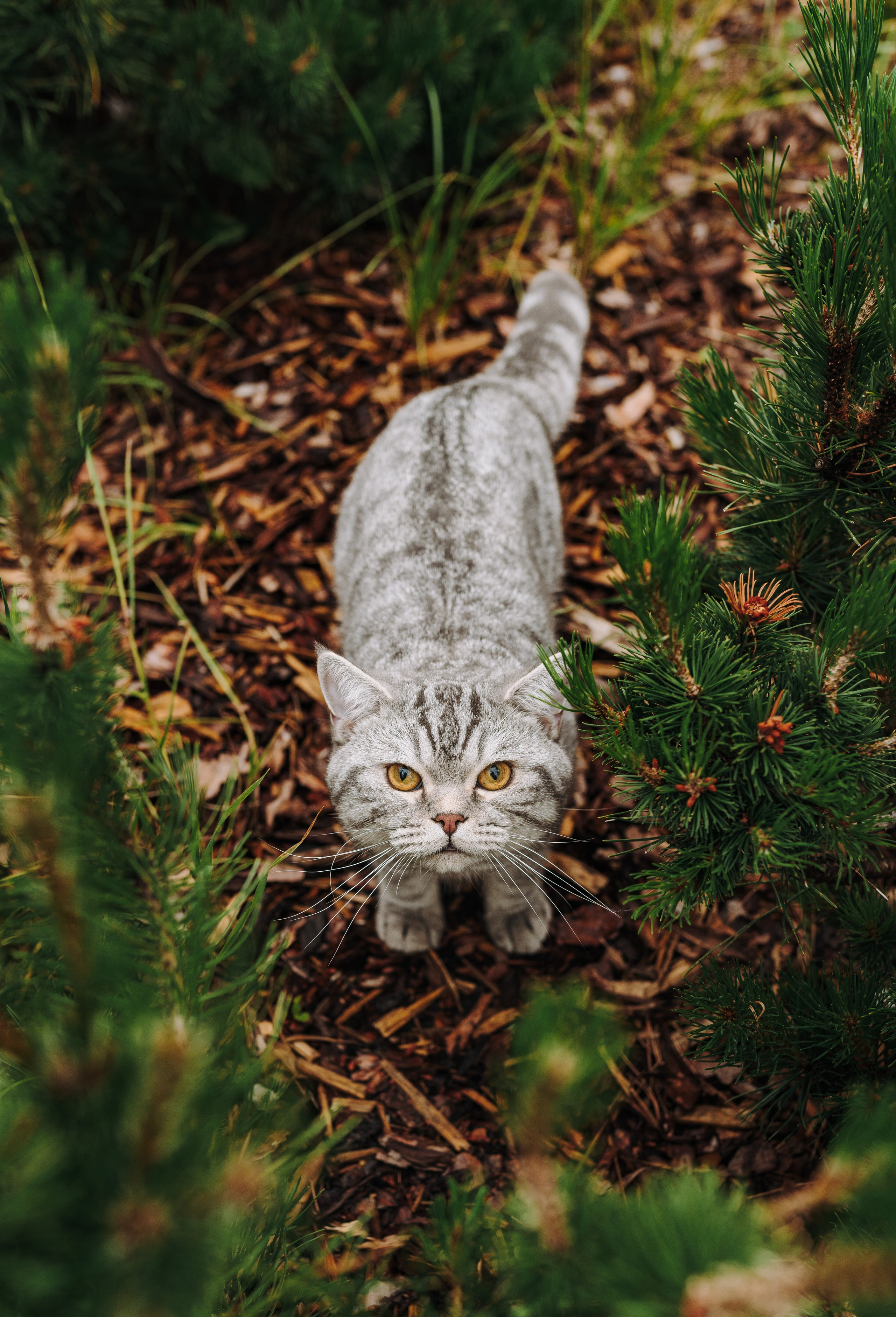 Портфолио кошки, фотограф Олеся Майрова. Фотограф анималист в Спб недорого Олеся Майорова