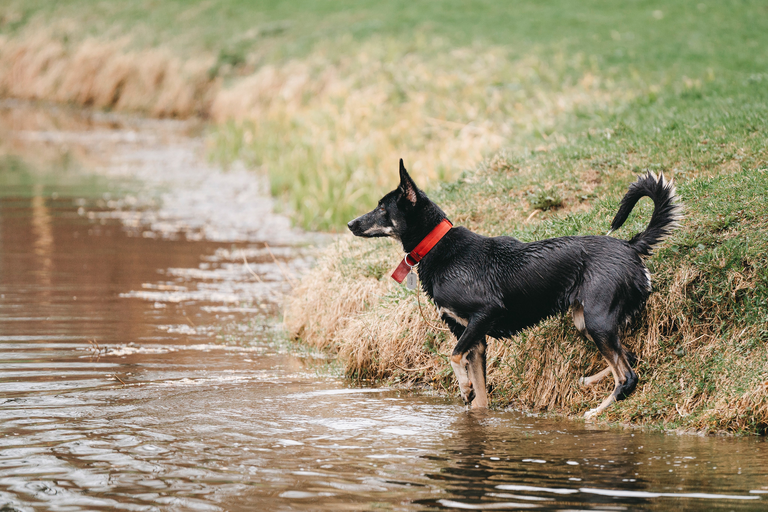 Эля и Шиза. Фотограф анималист в Спб недорого Олеся Майорова