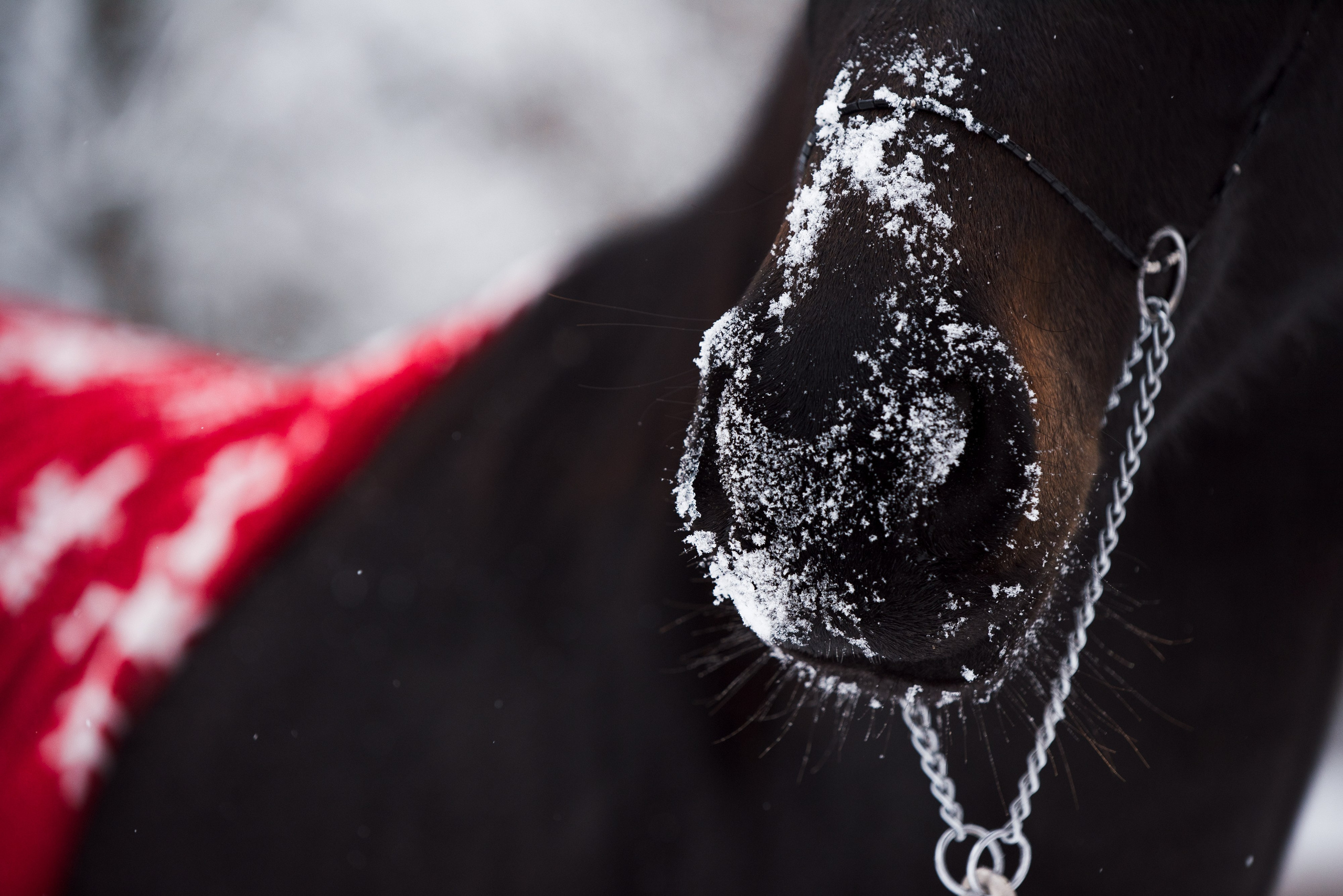 Портрет лошади, лошадь, конь, фото лошади, фотография лошади, конный фотограф, съемка лошадей, фотограф лошадей, конная фотография, конный фотограф, конный фотограф в спб, профессиональный фотограф спб, фотограф спб, ахалтекинец, рысак, спортивная лошадь, конный клуб, фотосессия с лошадьми, тракененская лошадь, зима, лошадь зимой, пейзаж, зимний лес свободные лошади, орловец, орловский рысак, орловская рысистая порода, новый год, новогодняя фотосессия, съемки с лошадьми, фото с лошадью