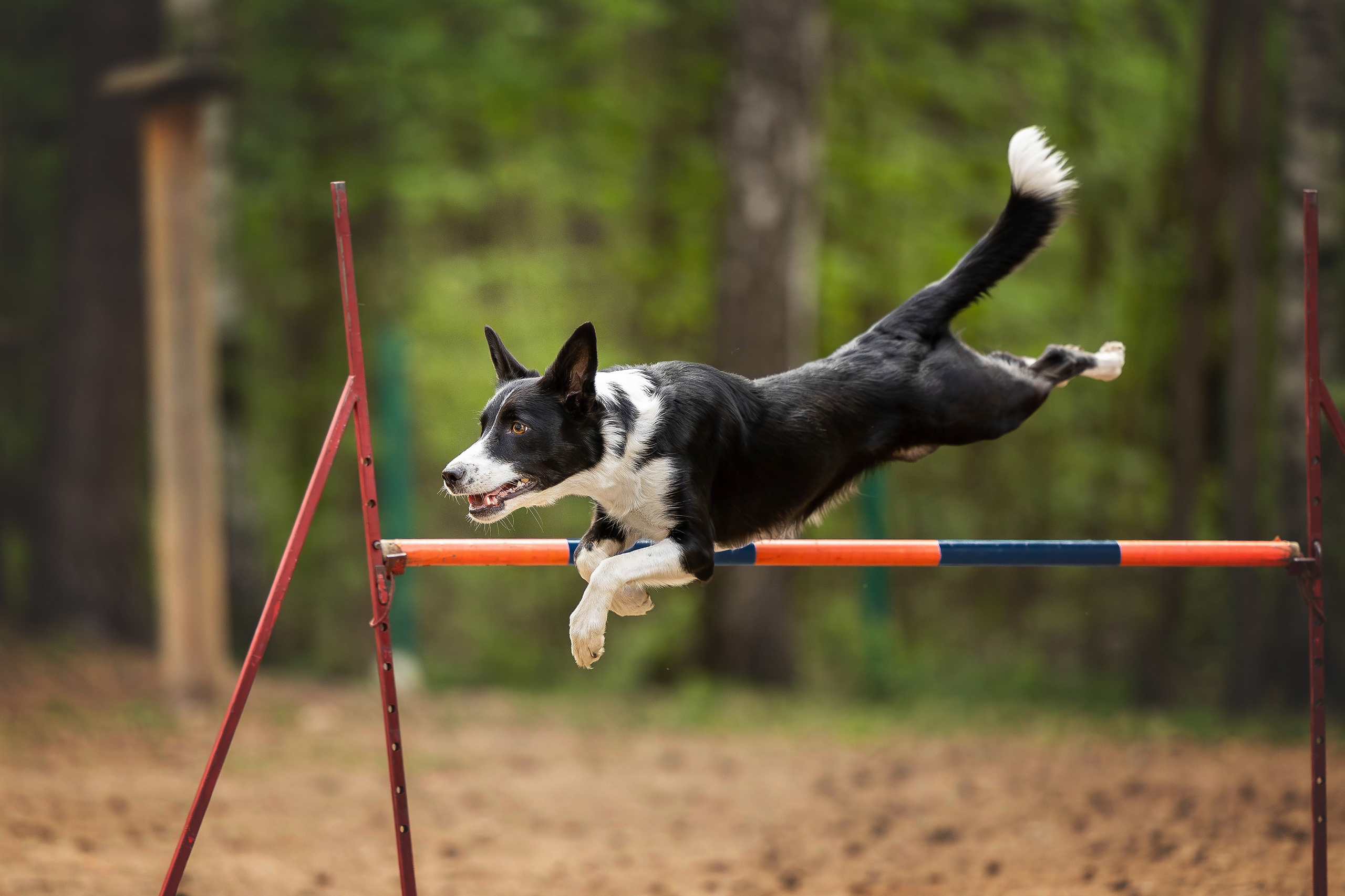 Тренировка аджилити. Фотограф Анималист в Перми Анастасия Остерман