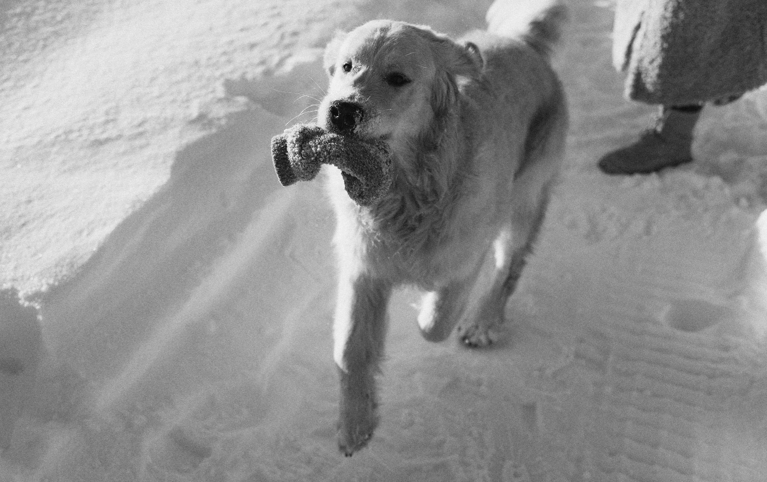 Лена и Декстер. Фотограф-анималист Богданова Полина