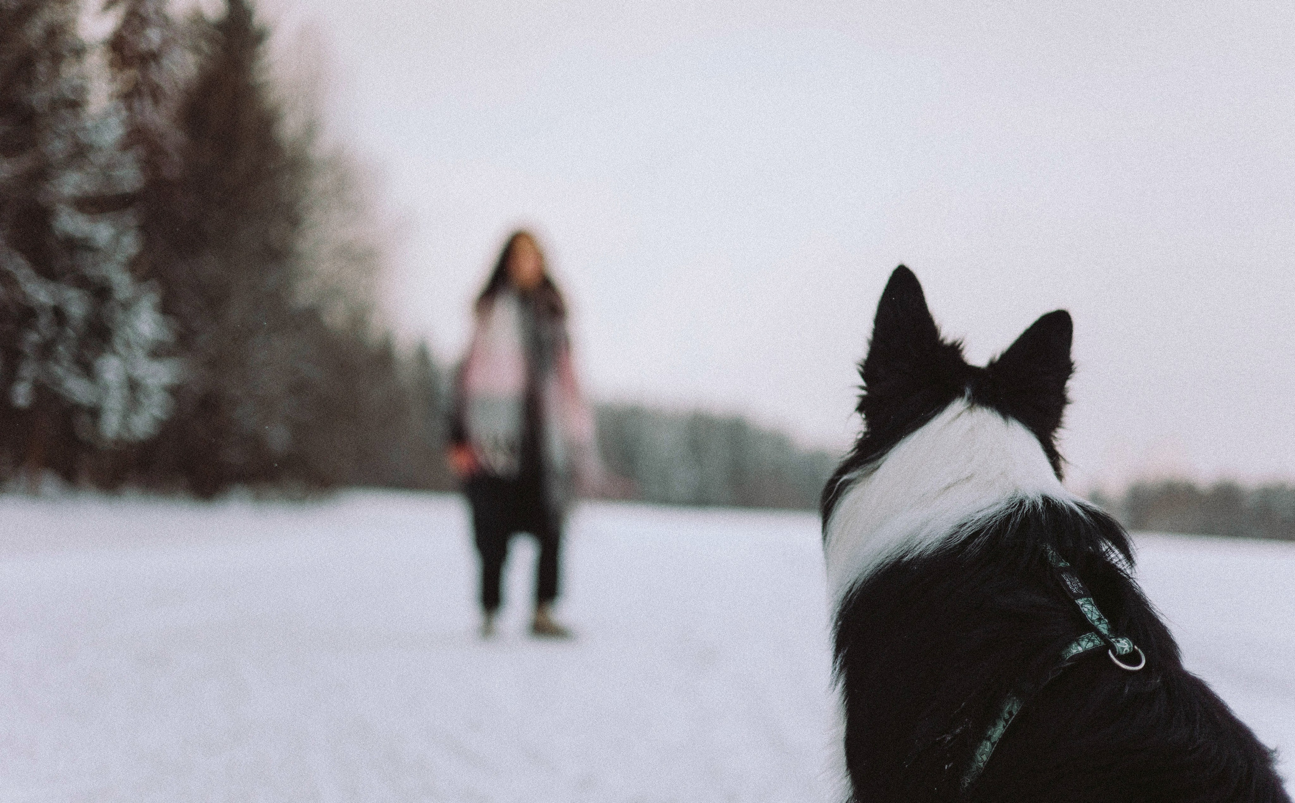 Алина и Найт. Фотограф-анималист Богданова Полина