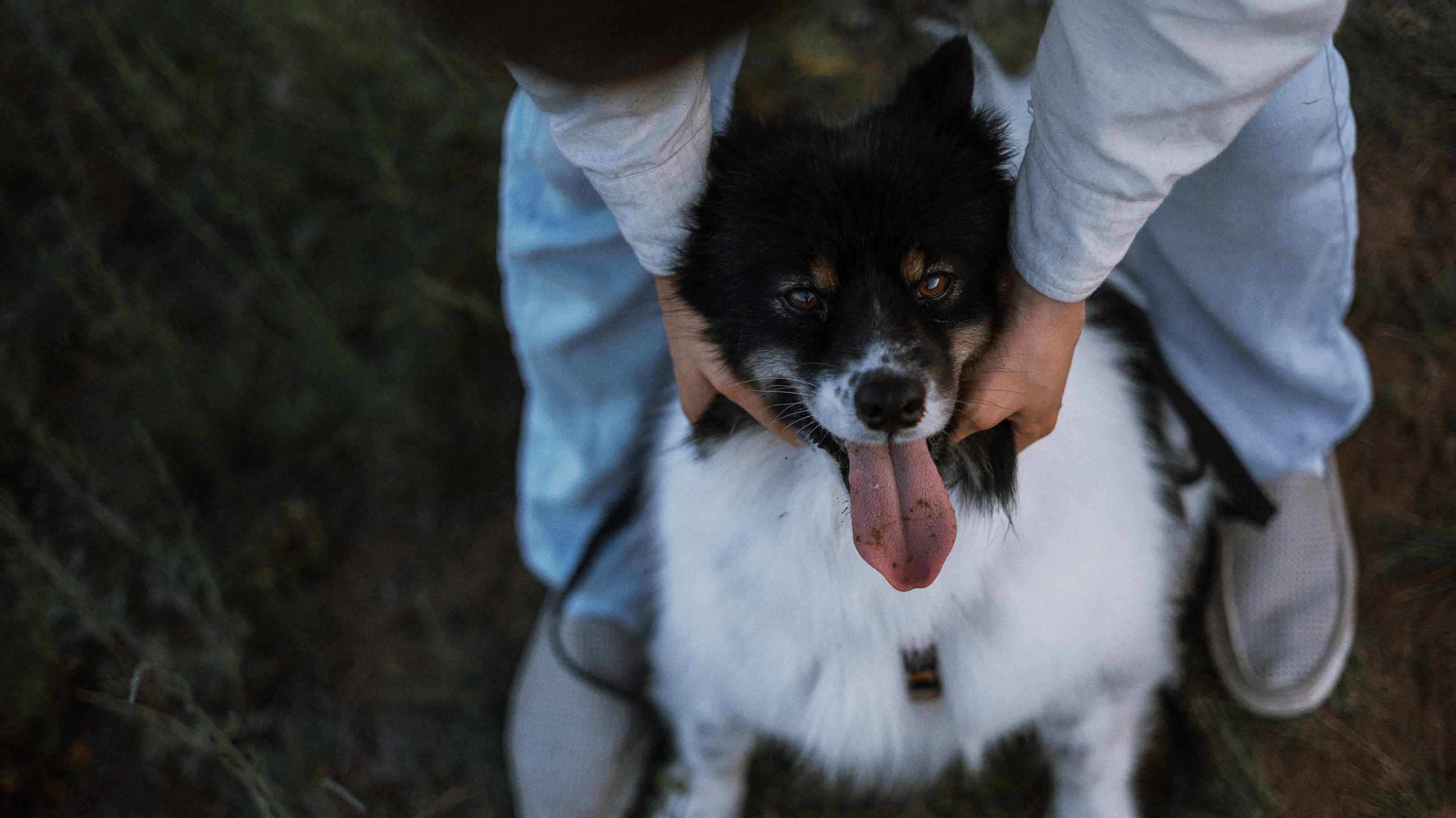 Валерия, Илья, Вита и Умка. Фотограф-анималист Богданова Полина
