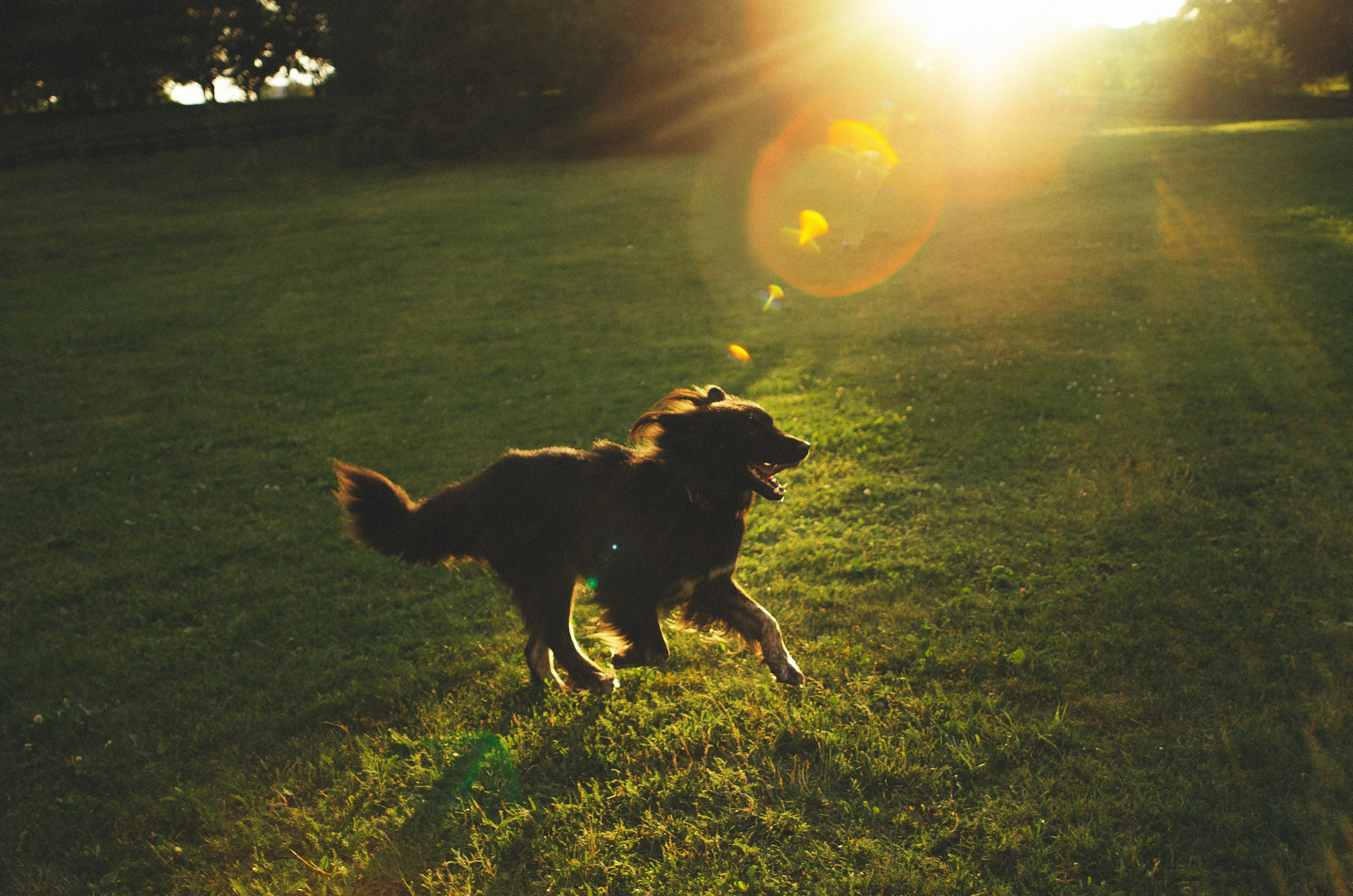 Анна и Марко. Фотограф-анималист Богданова Полина