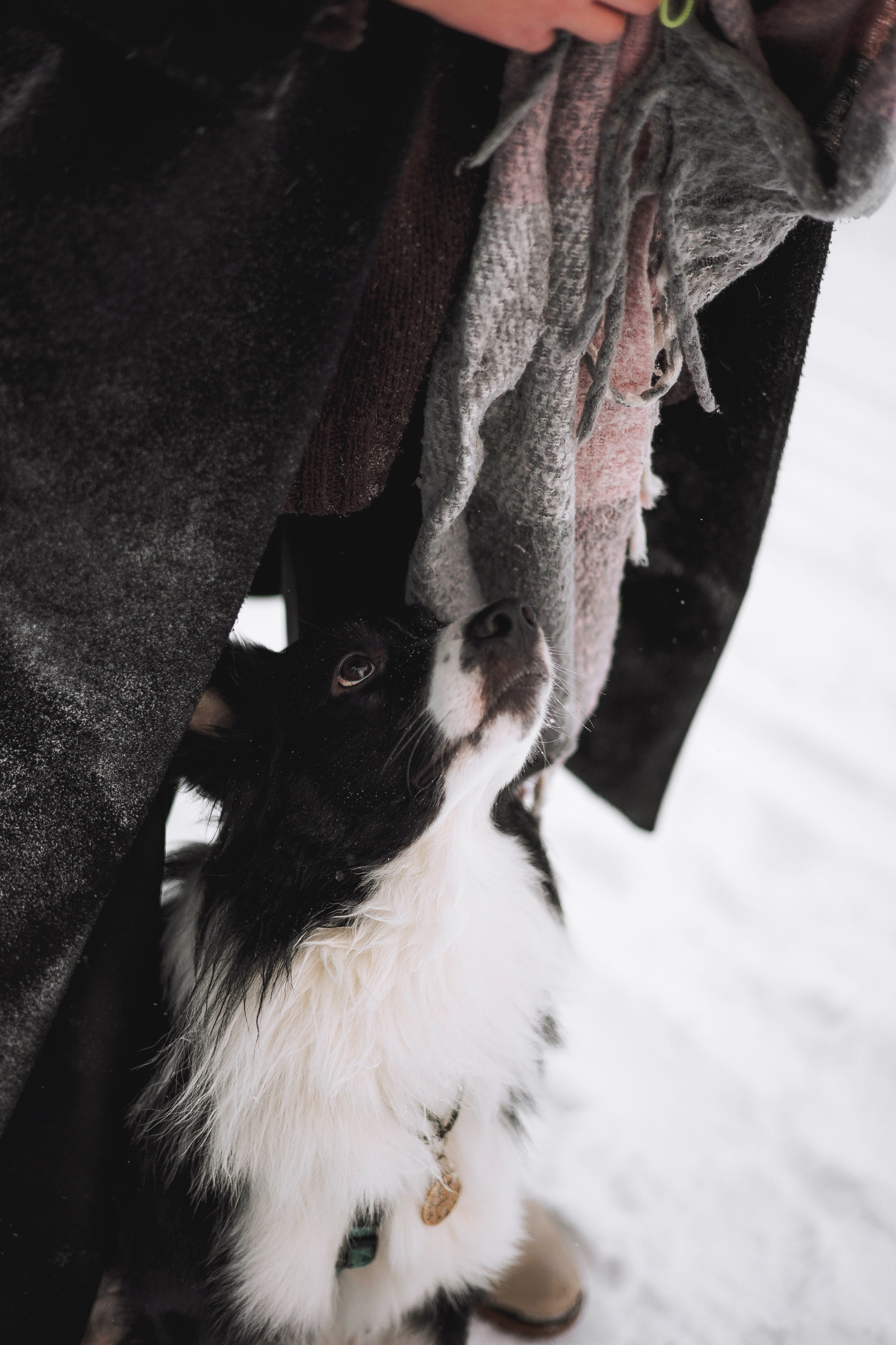 Алина и Найт. Фотограф-анималист Богданова Полина