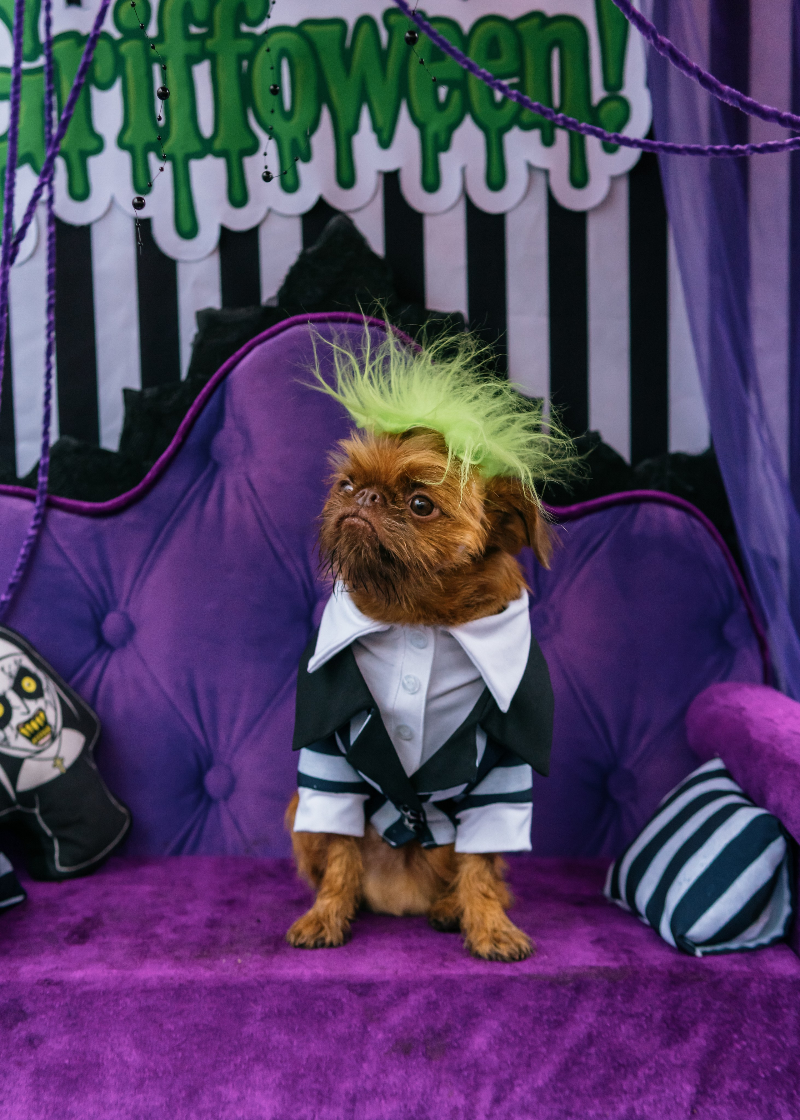 Тематическая встреча породников «Griffween». Фотограф-анималист Ксения Воробьева, Москва