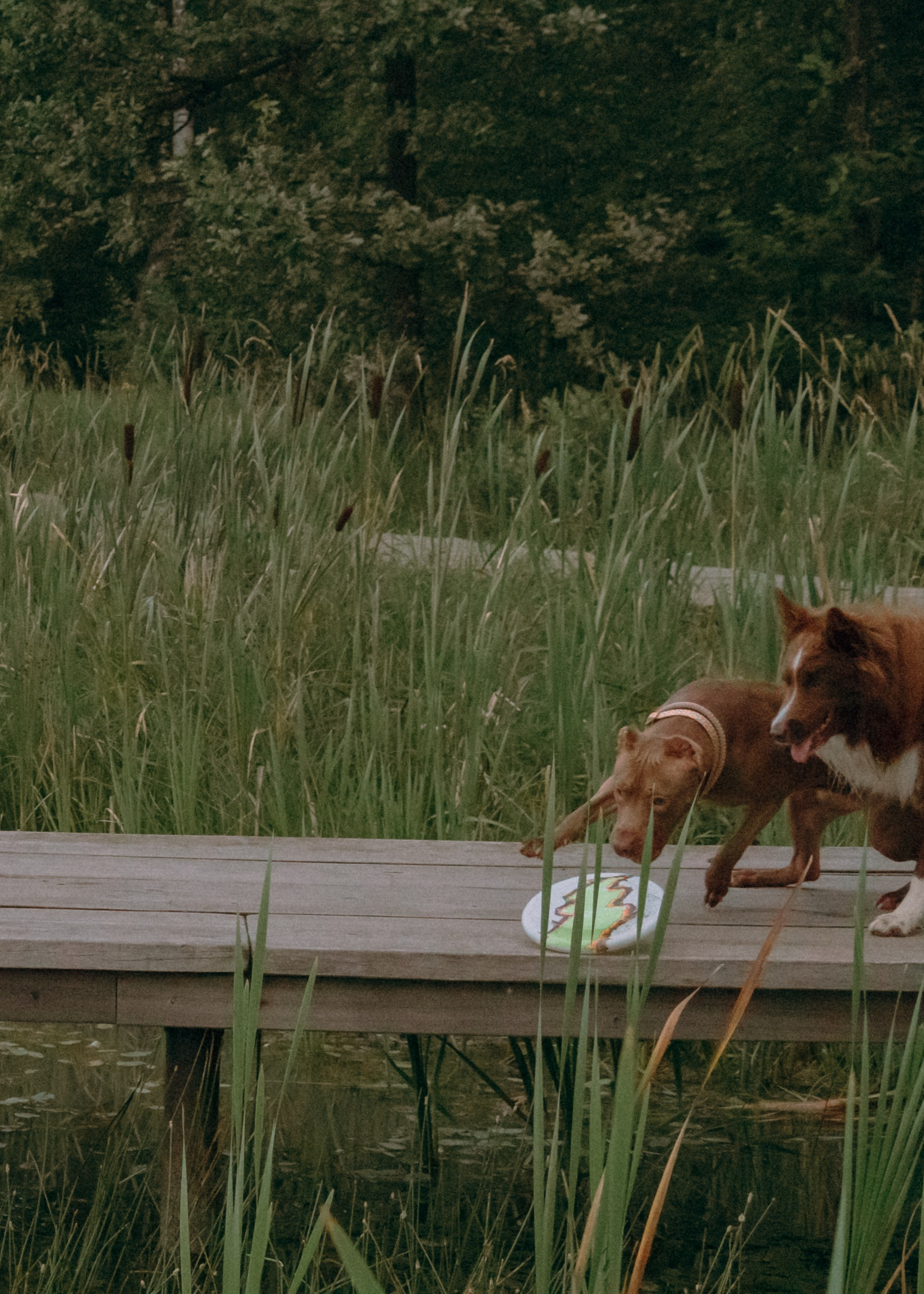 Виолетта, Лила и Питер. Фотограф-анималист Ксения Воробьева, Москва