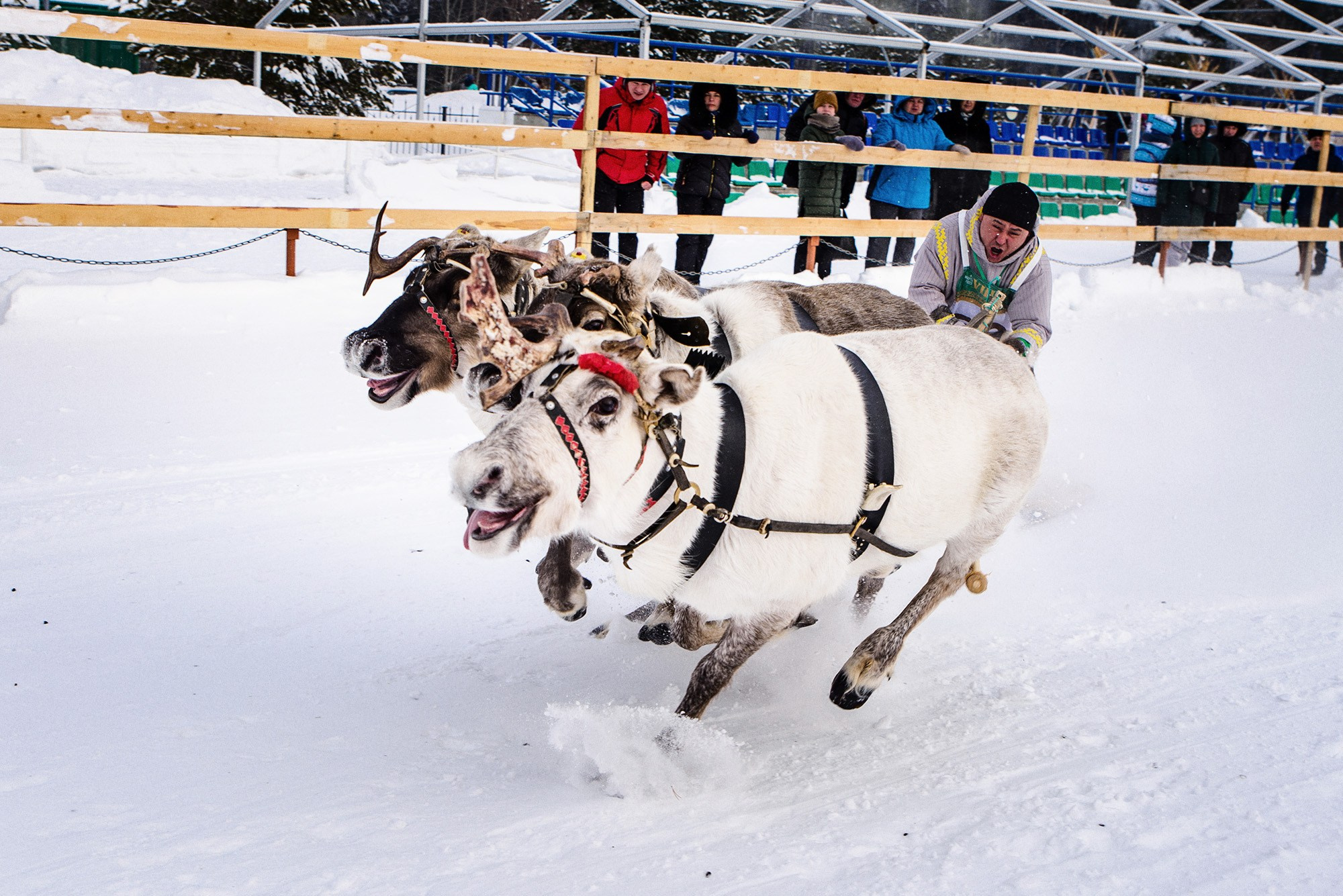 Конкурс оленеводов. Фотограф в Ханты-Мансийске Евгений Жуланов