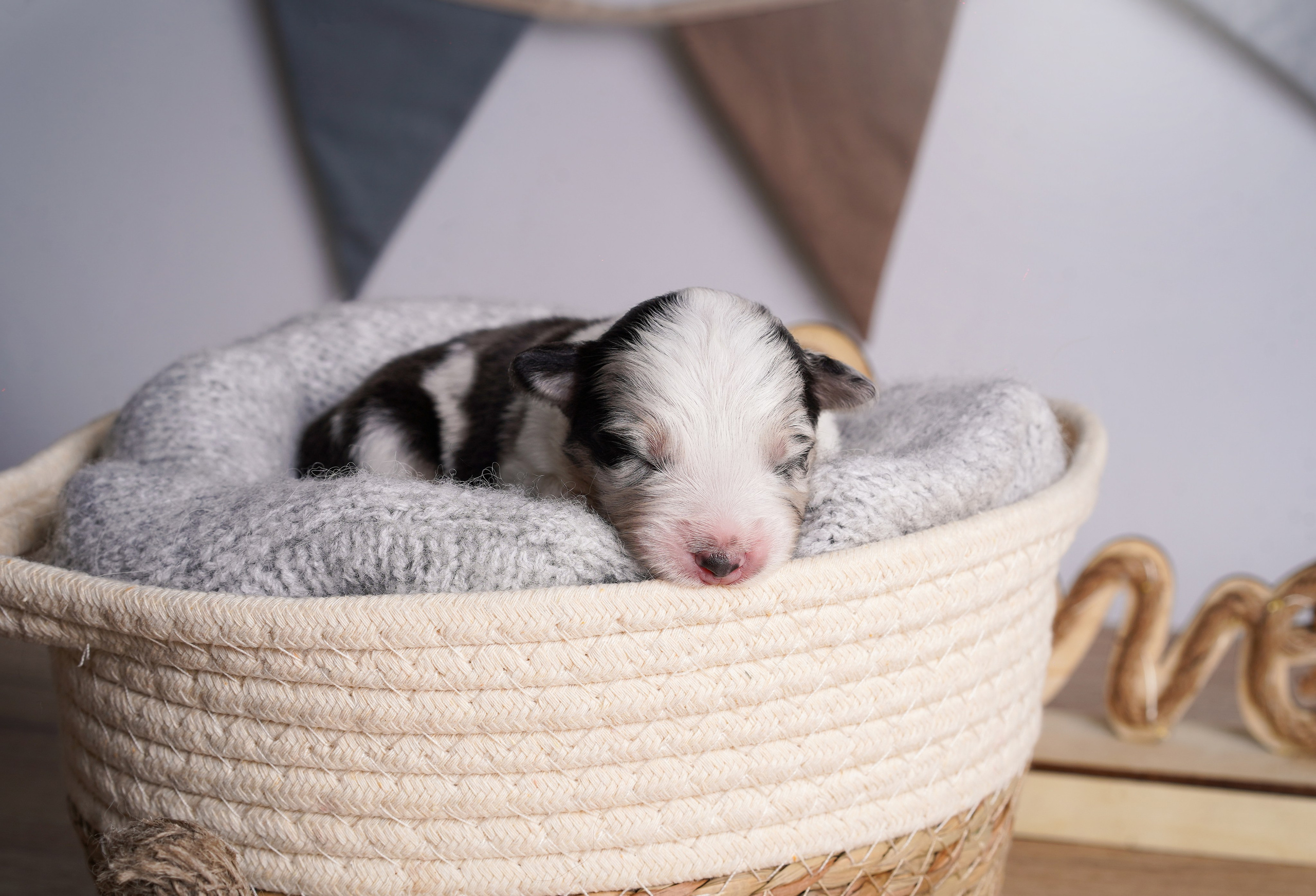 Щенки аусси. Фотограф-анималист в Санкт-Петербурге Яна Мартынова