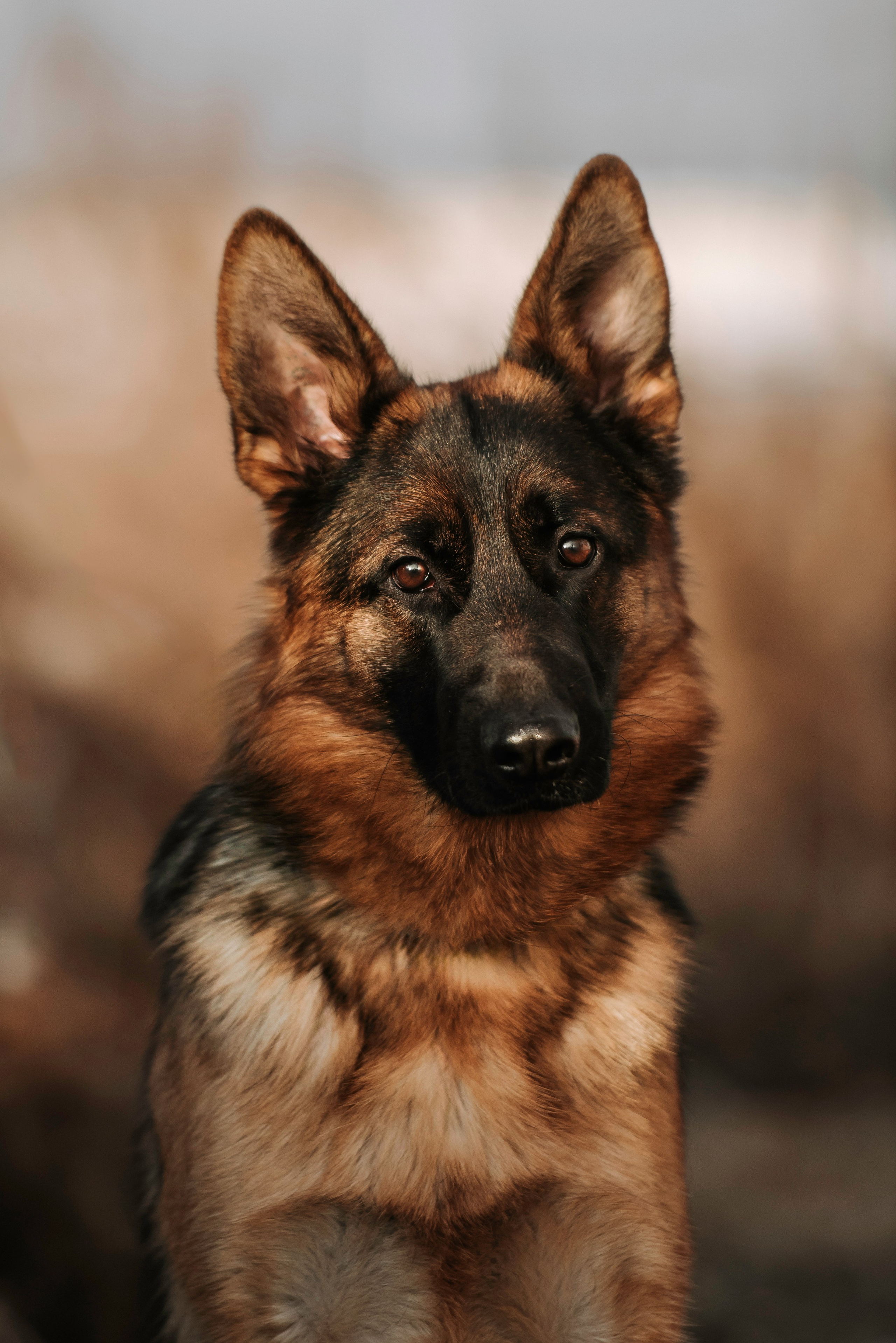 Собаки уличные. Фотограф Диана Оленина Красноярск / Братск