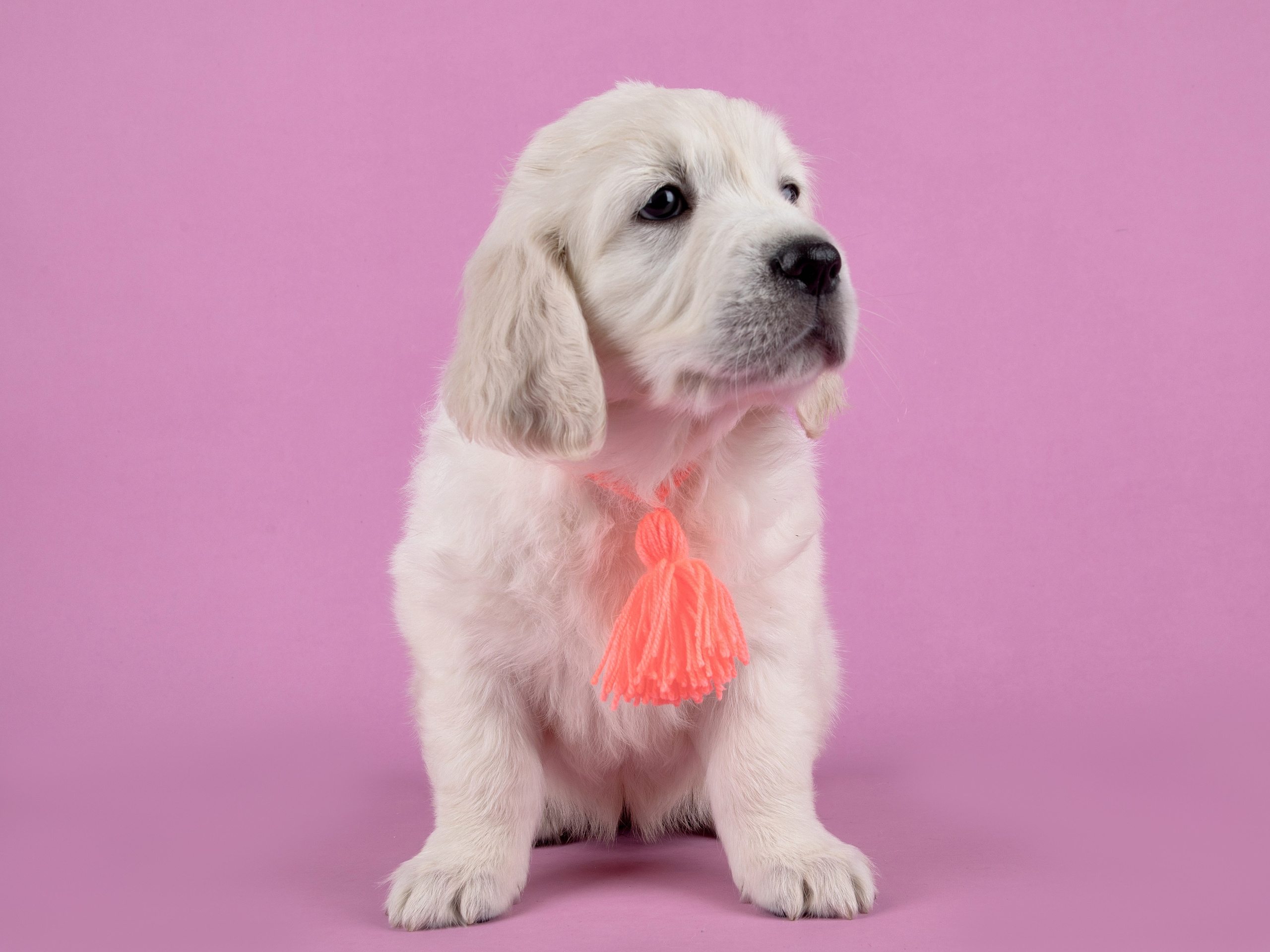 Голден Ретривер. Предметный и семейный фотограф в Санкт-Петербурге Катерина Стеклова