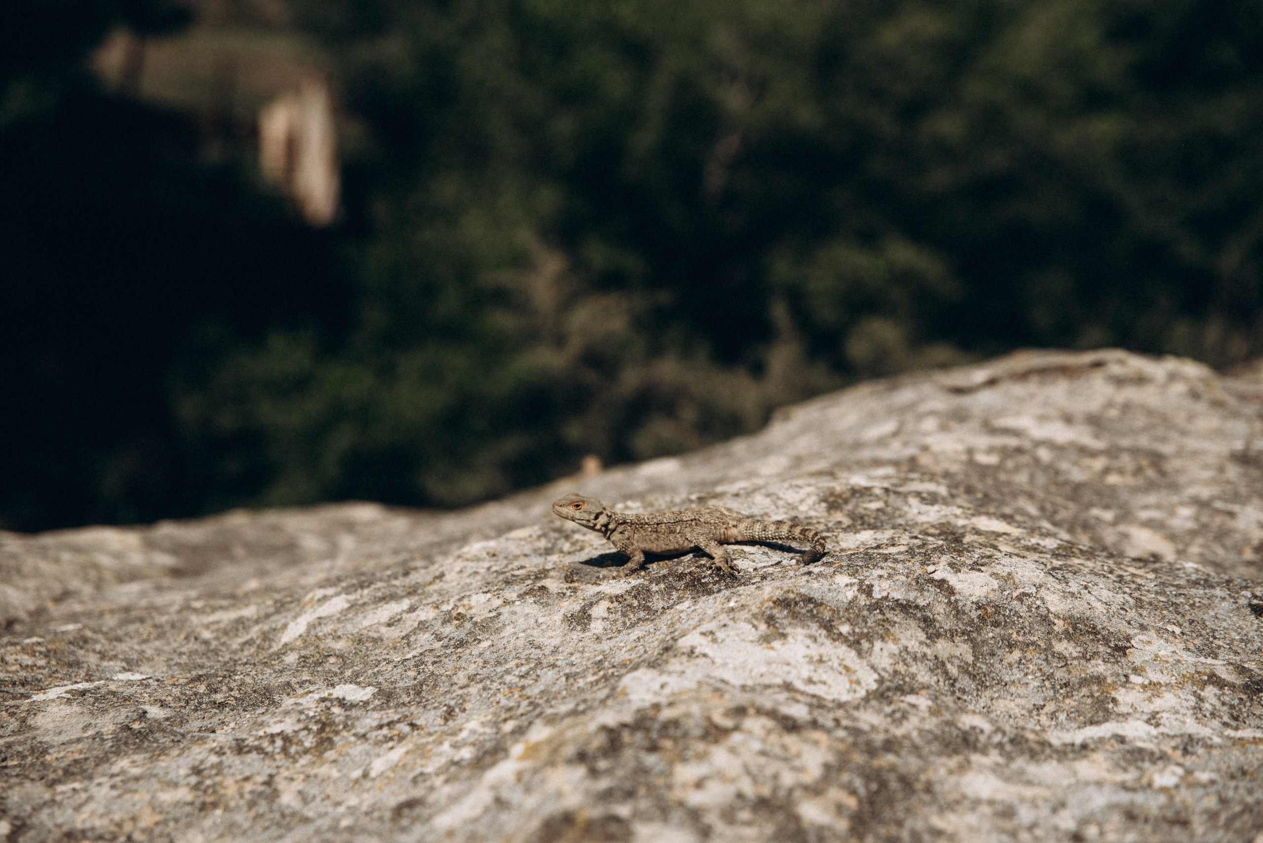 Уплисцихе — Гори, Грузия 🇬🇪 «Honey Trip». Anita_photo