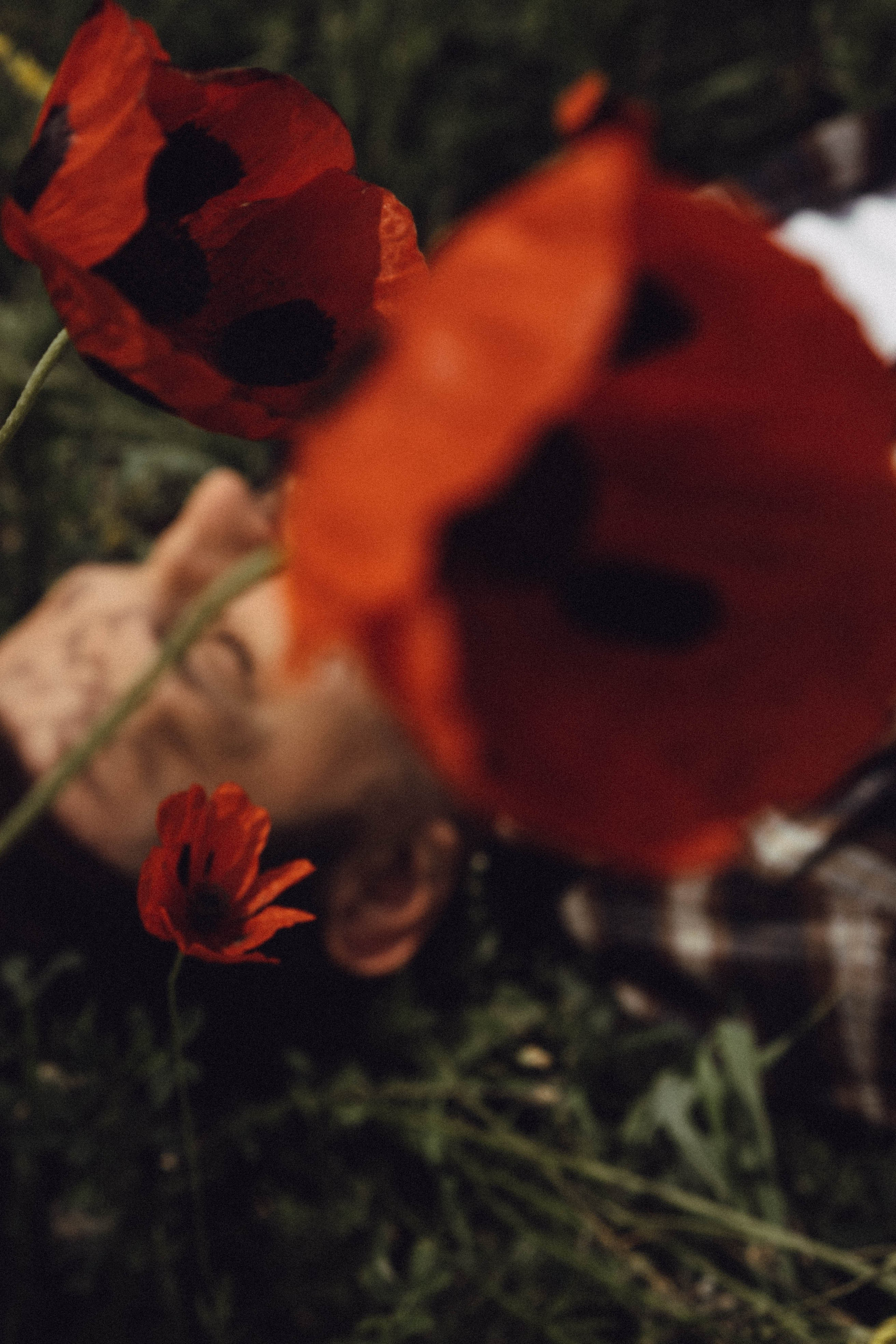 Маки. Профессиональный фотограф, Санкт-Петербург — Виктория Богомолова