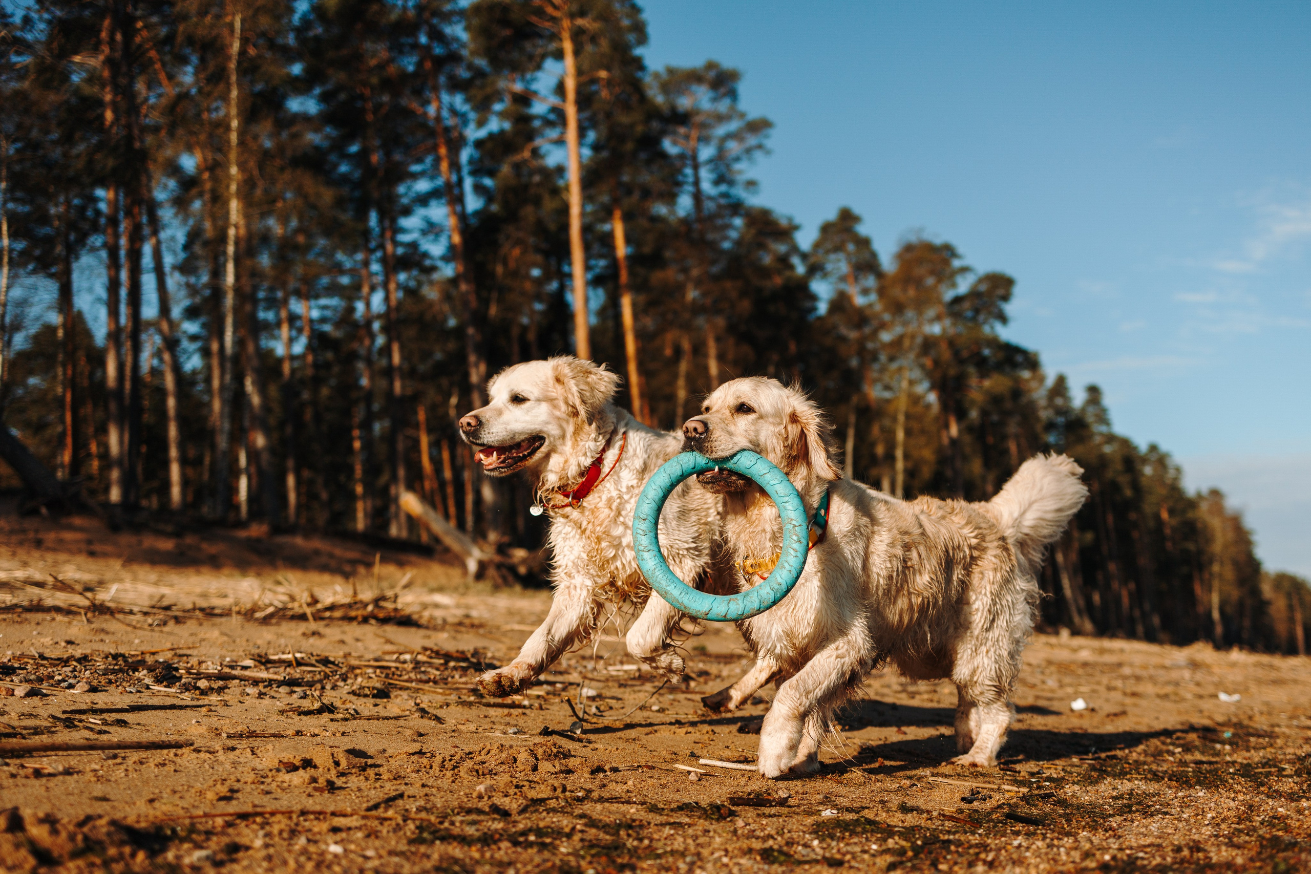 Катя и ее девочки. Фотограф — Анималист | Санкт-Петербург