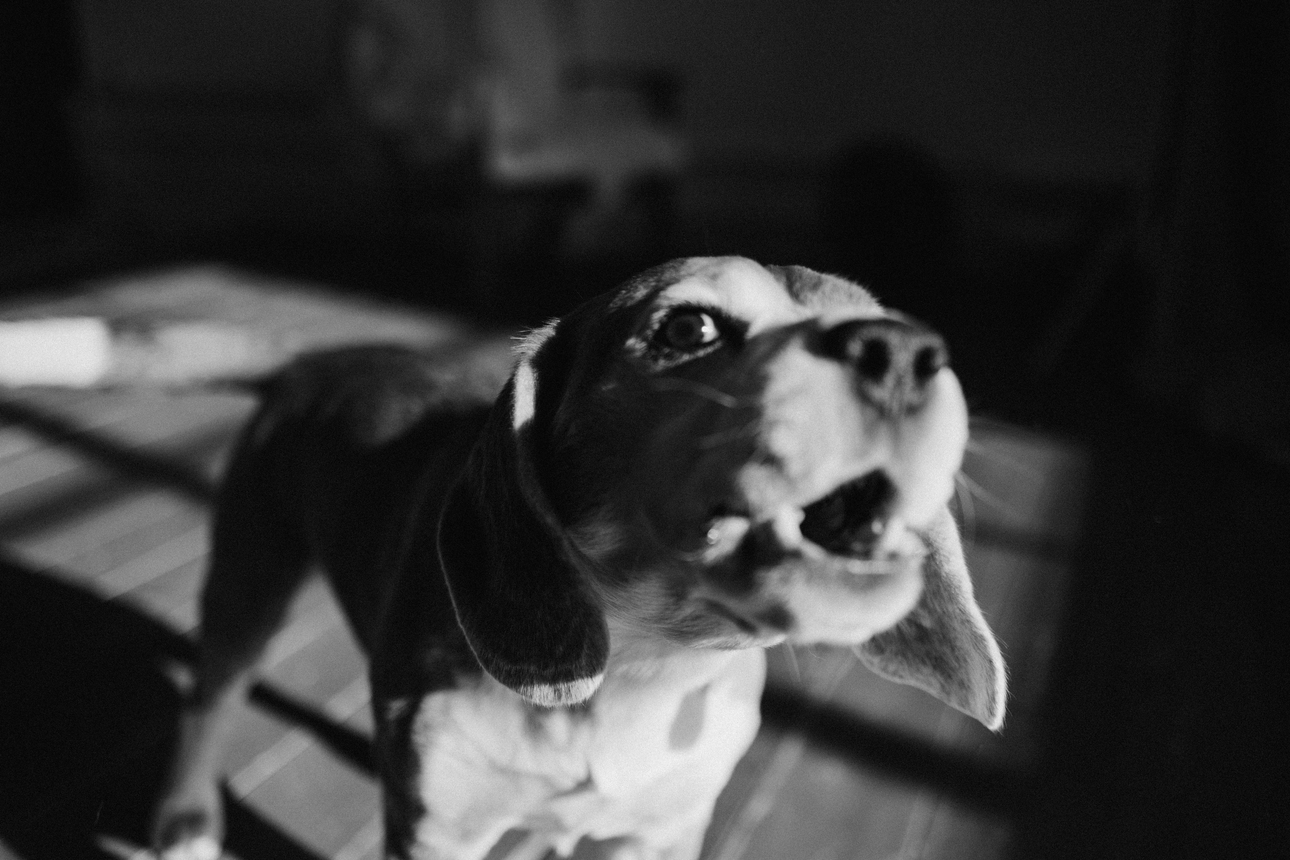 Даня и его семья. Фотограф — Анималист | Санкт-Петербург