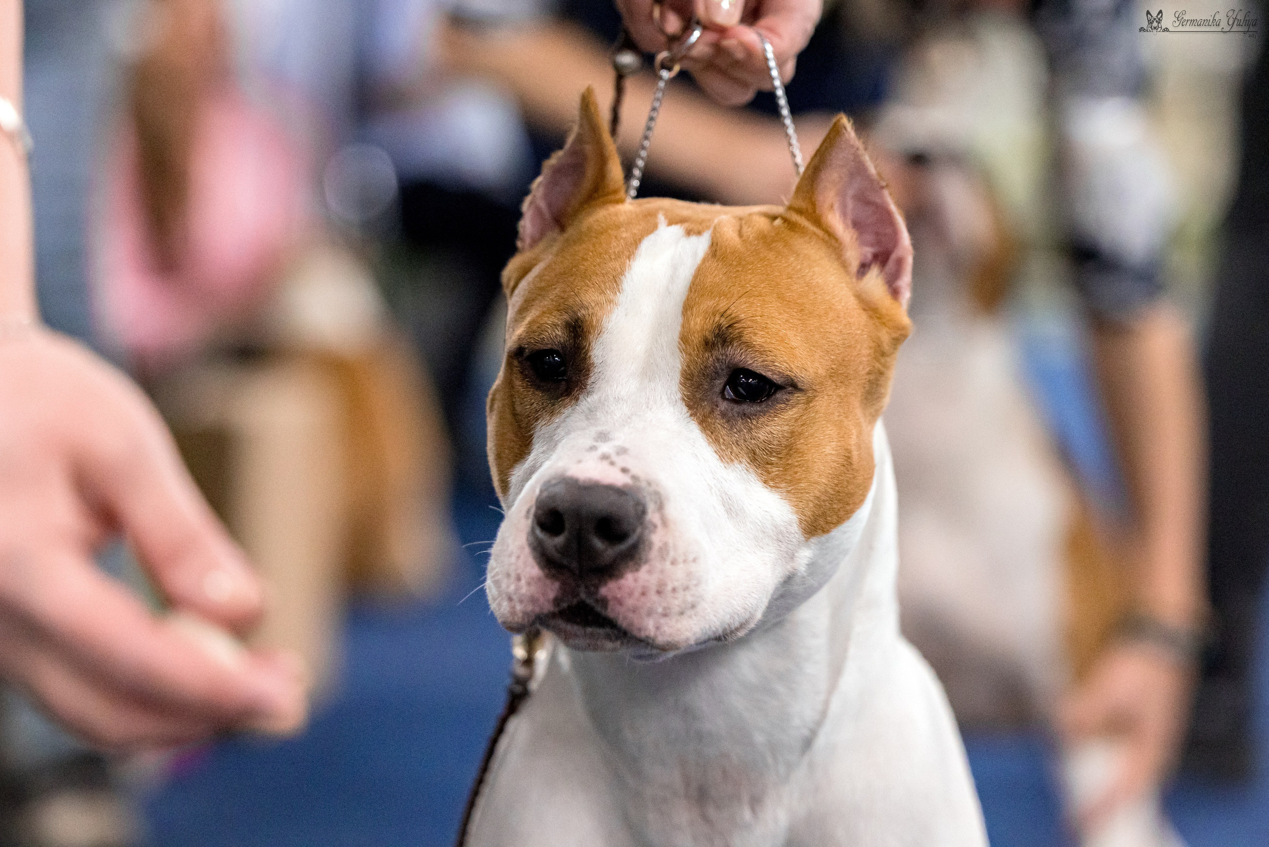 Сфера 29.10,Крокус 4.11,Сфера 12.11.2023. Фотограф-анималист Юлия Германика