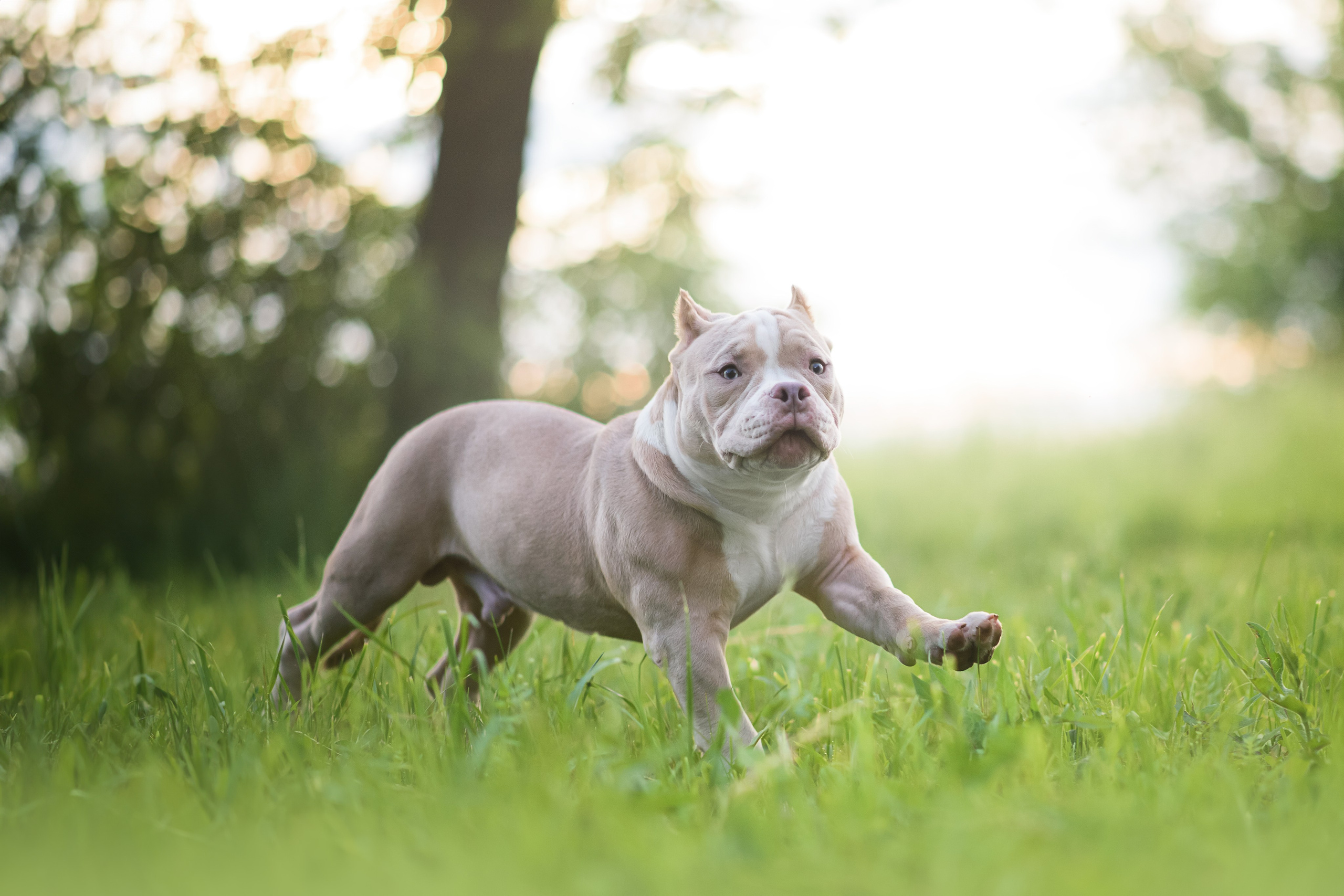 Щенки Американского Булли — 15.06.2024. Фотограф — Анималист | Анна Абрамова