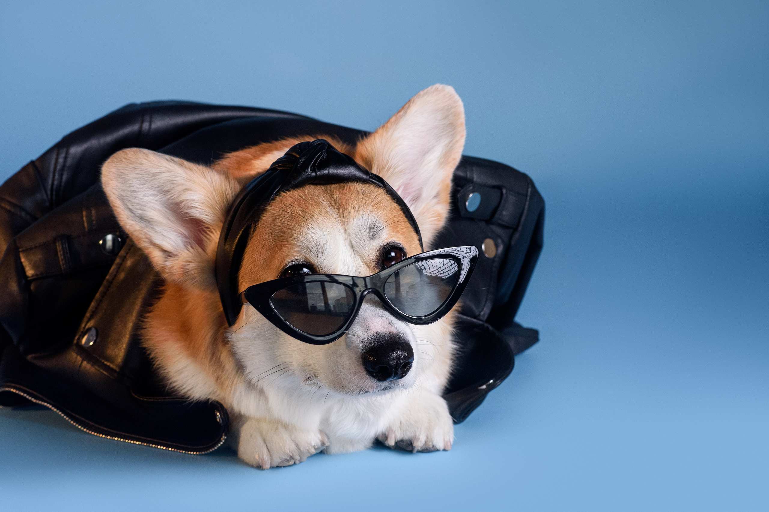 Лея съемка на однотонном фоне — 2024. Фотограф — Анималист | Анна Абрамова