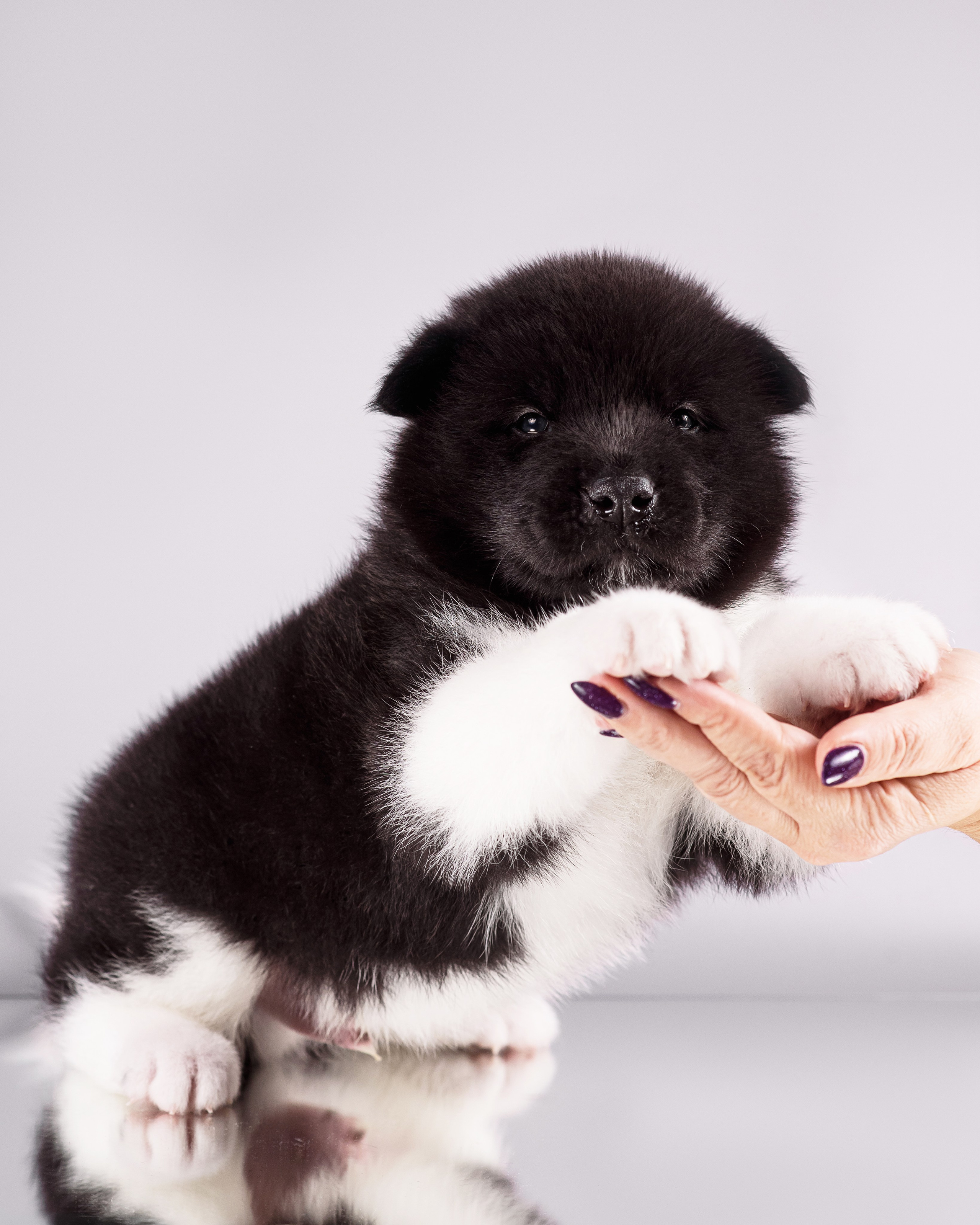 Щенки Американской Акиты — 04.11.2024. Фотограф — Анималист | Анна Абрамова