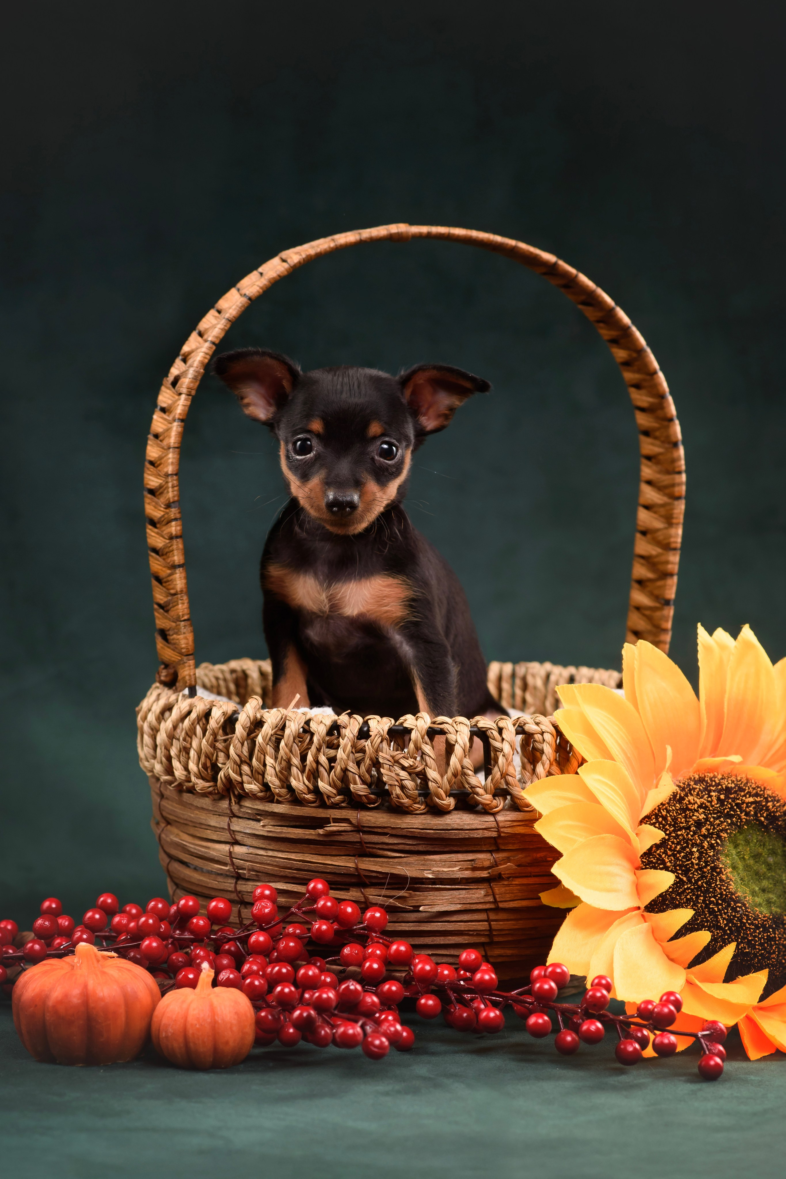 Щенки Пражского крысарика — 19.10.2025. Фотограф — Анималист | Анна Абрамова