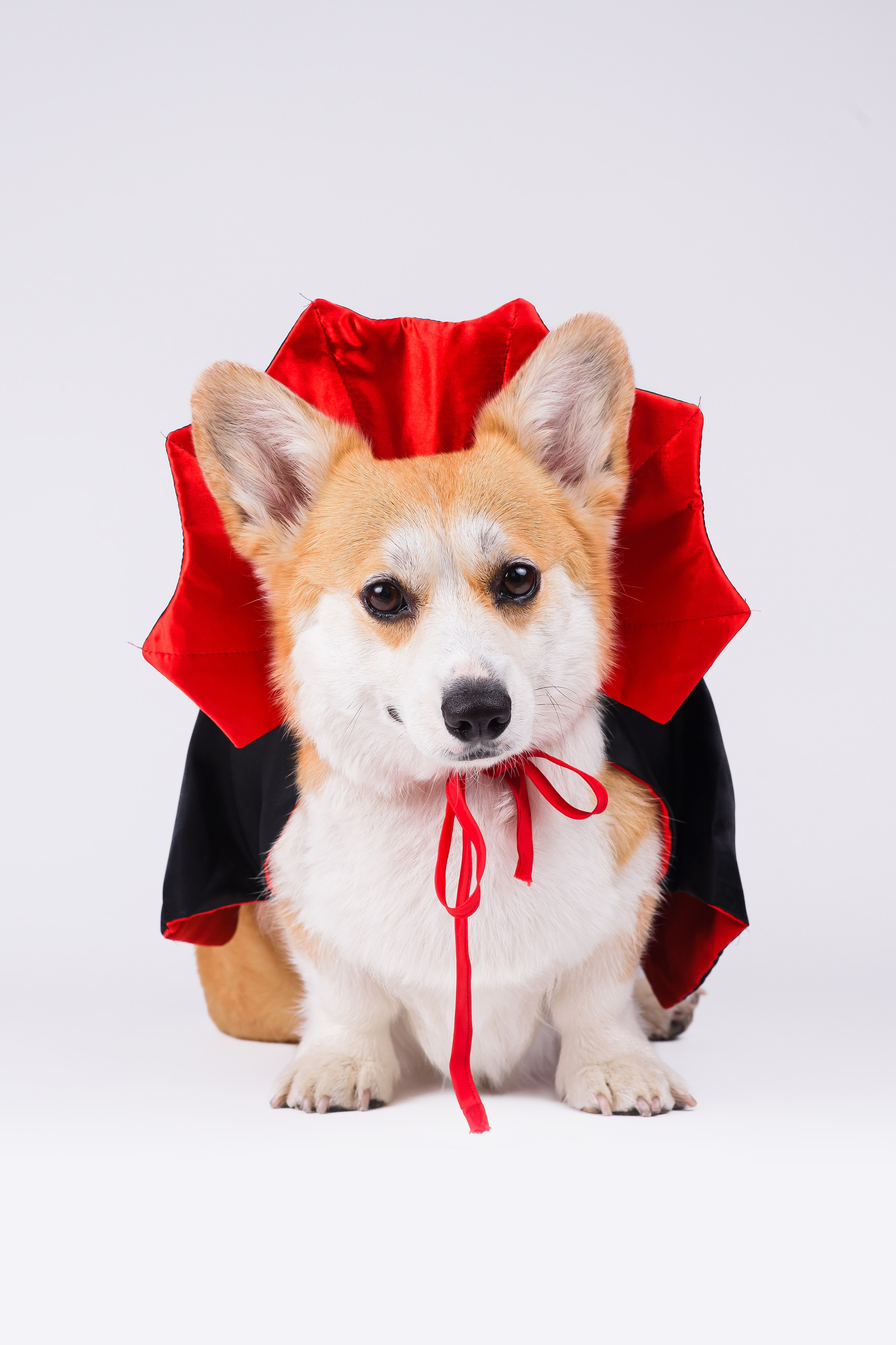 Лея на однотонном фоне. Фотограф — Анималист | Анна Абрамова