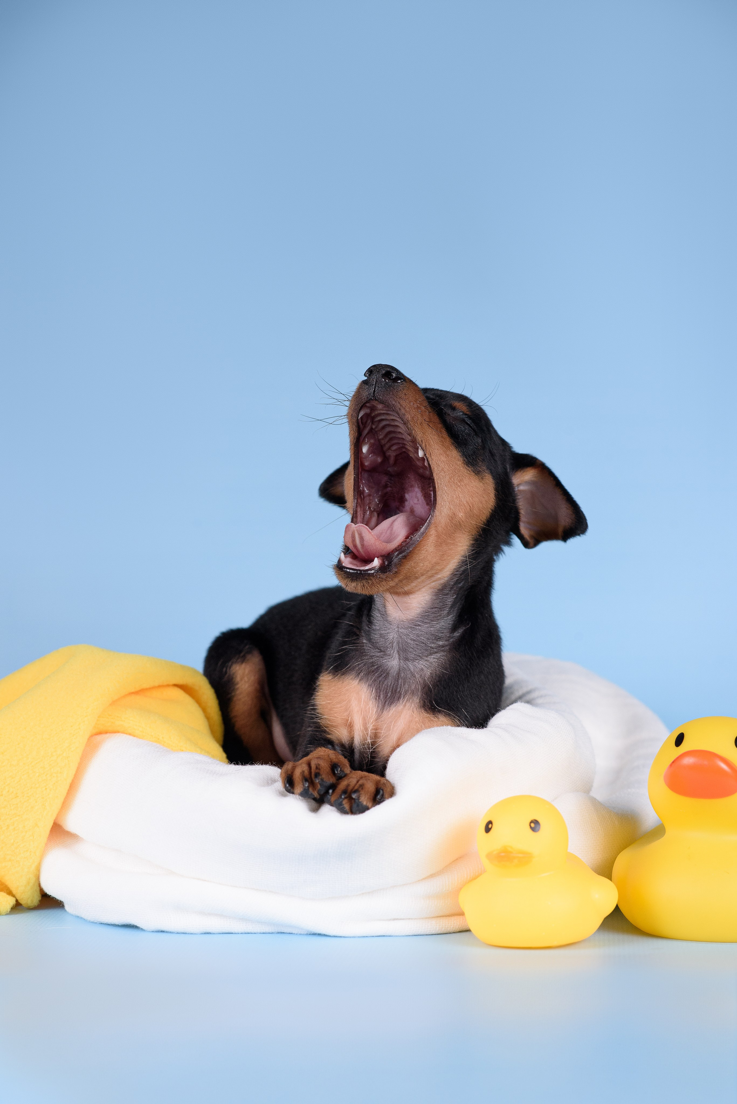 Щенки Пражских крысариков -13.04.2024. Фотограф — Анималист | Анна Абрамова