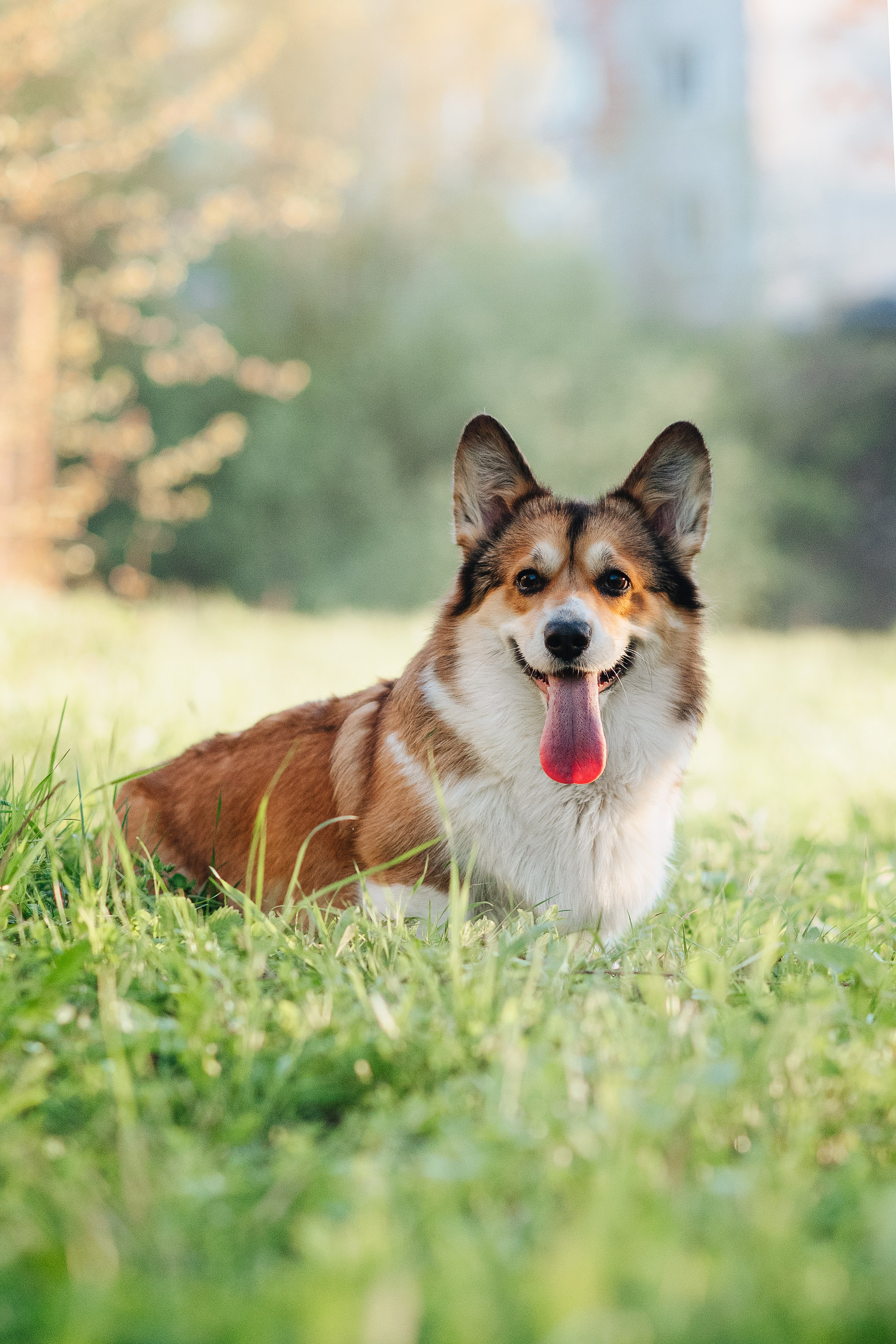 Трисс — 29.04.2024. Фотограф — Анималист | Анна Абрамова