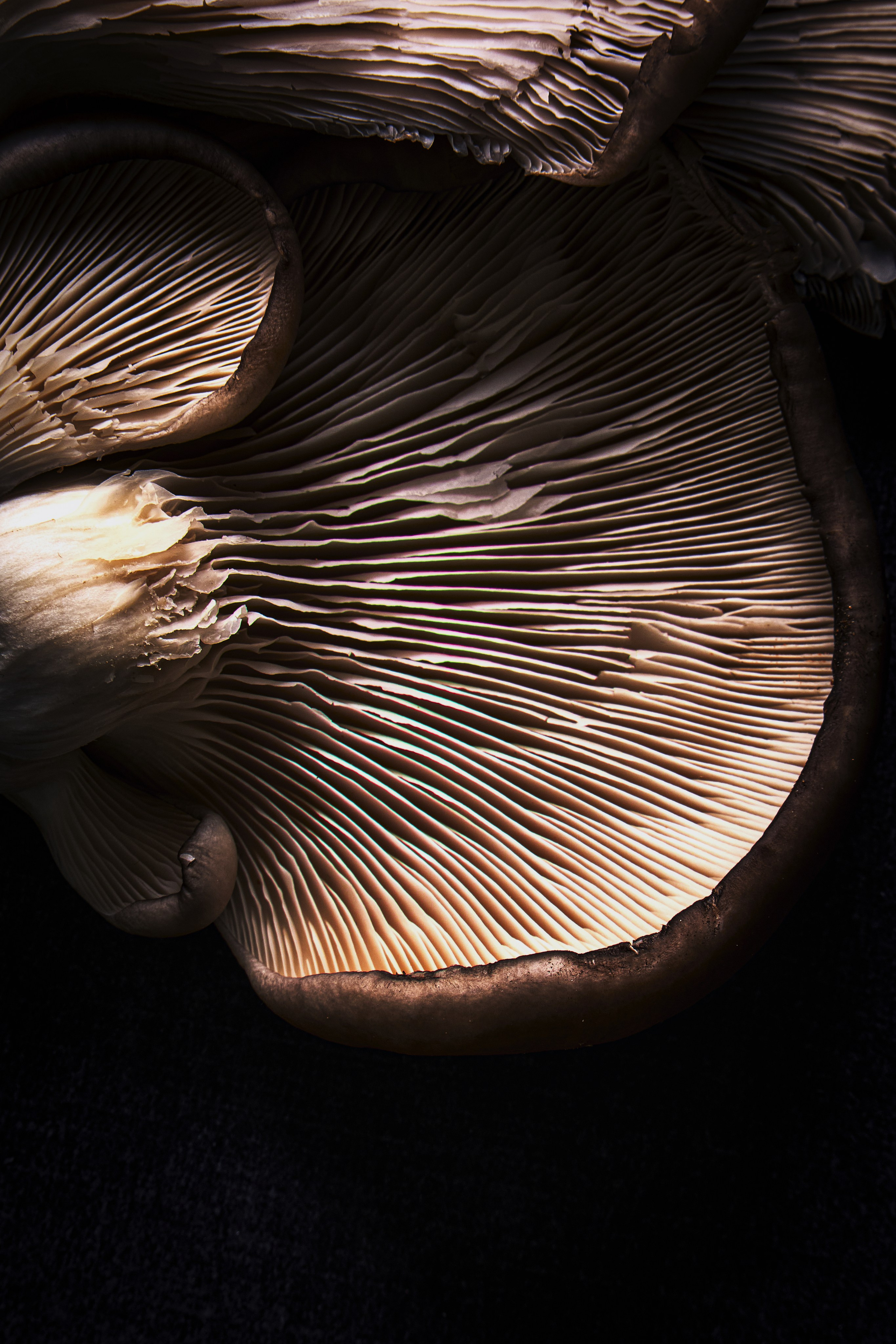 ГРИБЫ. Я  фотограф. Работаю в городе Москва,