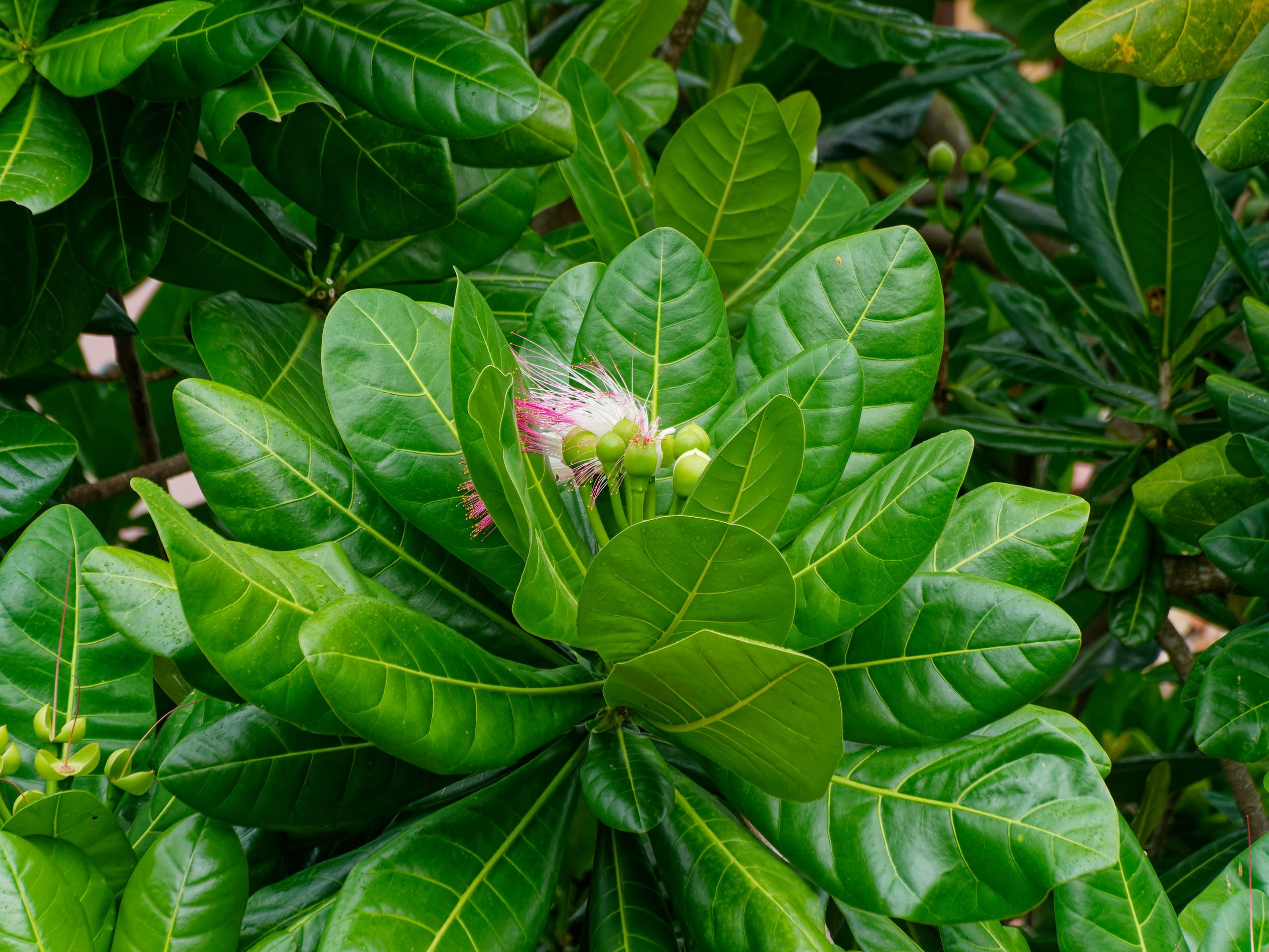 Нячанг 2025 (4). Избранные фотографии