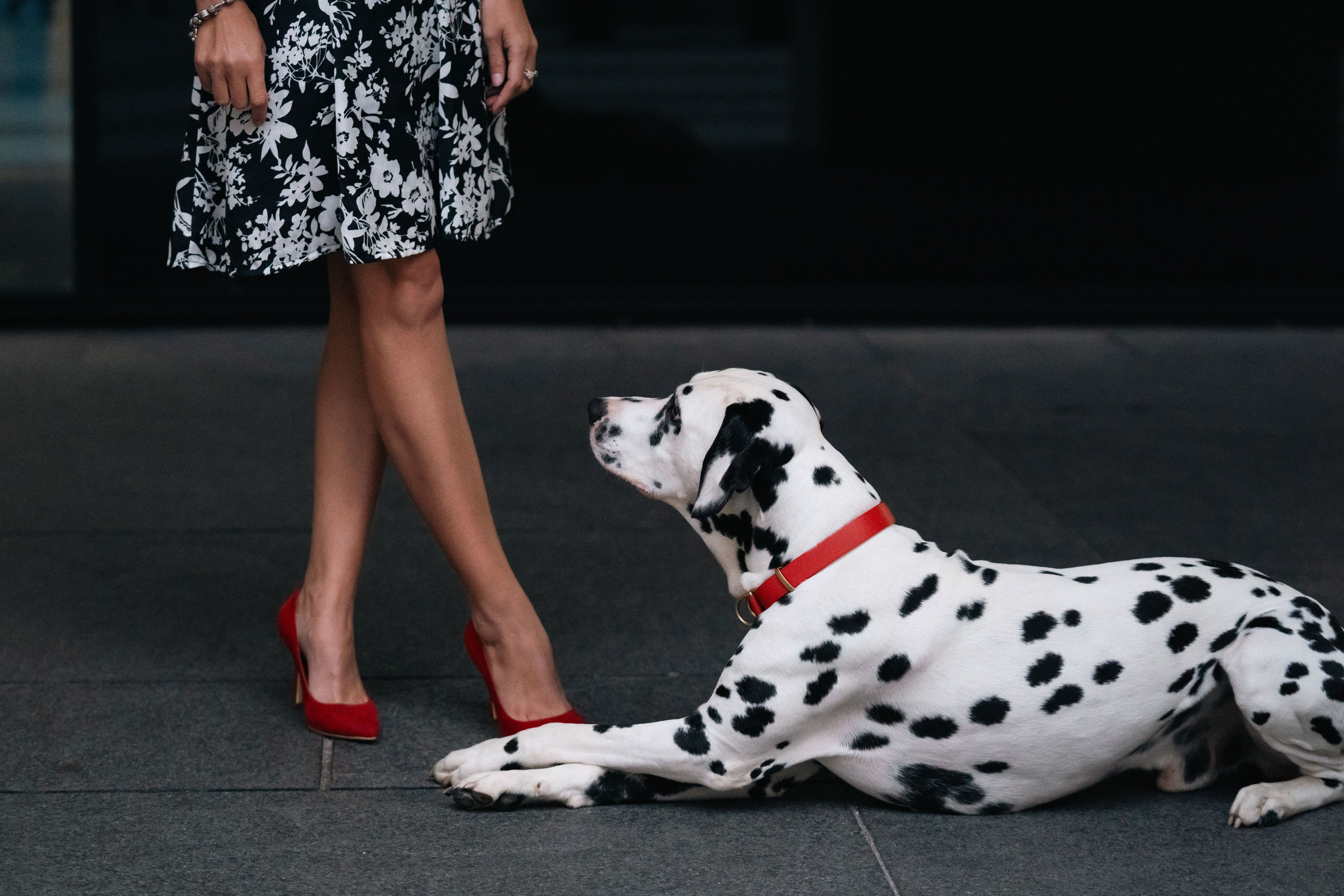 1 Далматин. Фотограф анималист