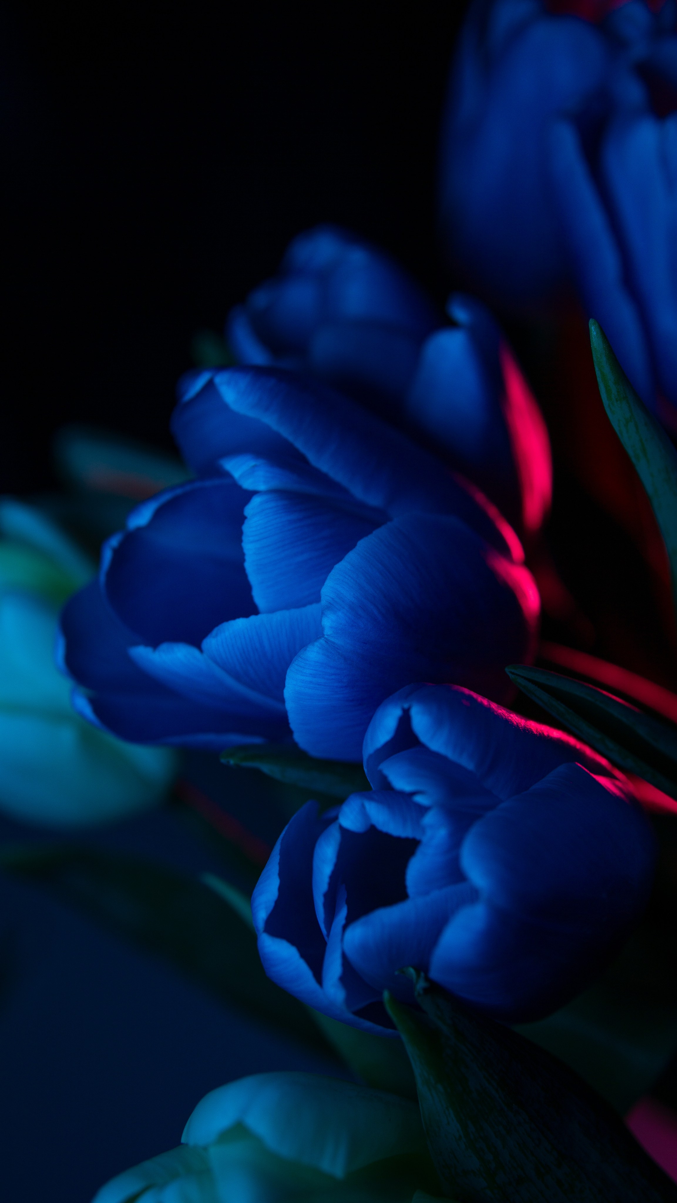 Цветы и свет. Фотограф в Москве Юлия Першина