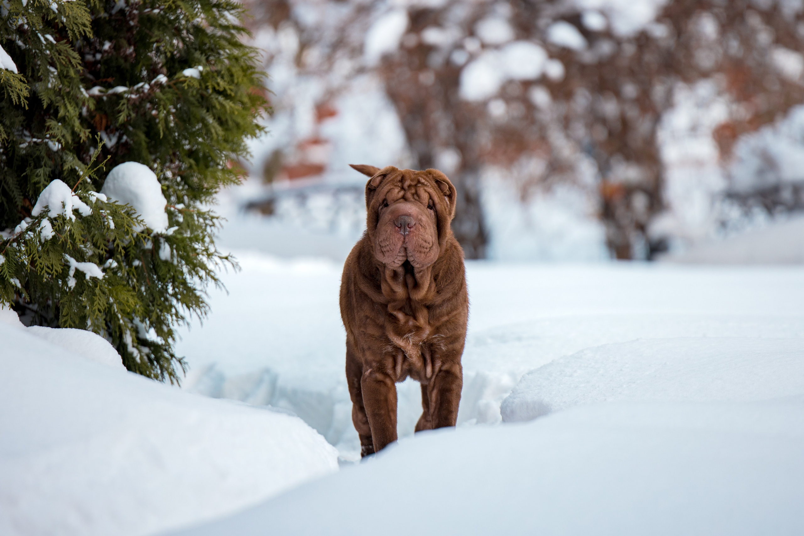 В гостях у шарпеев 16.01.2024. Фотограф-анималист Юлия Германика
