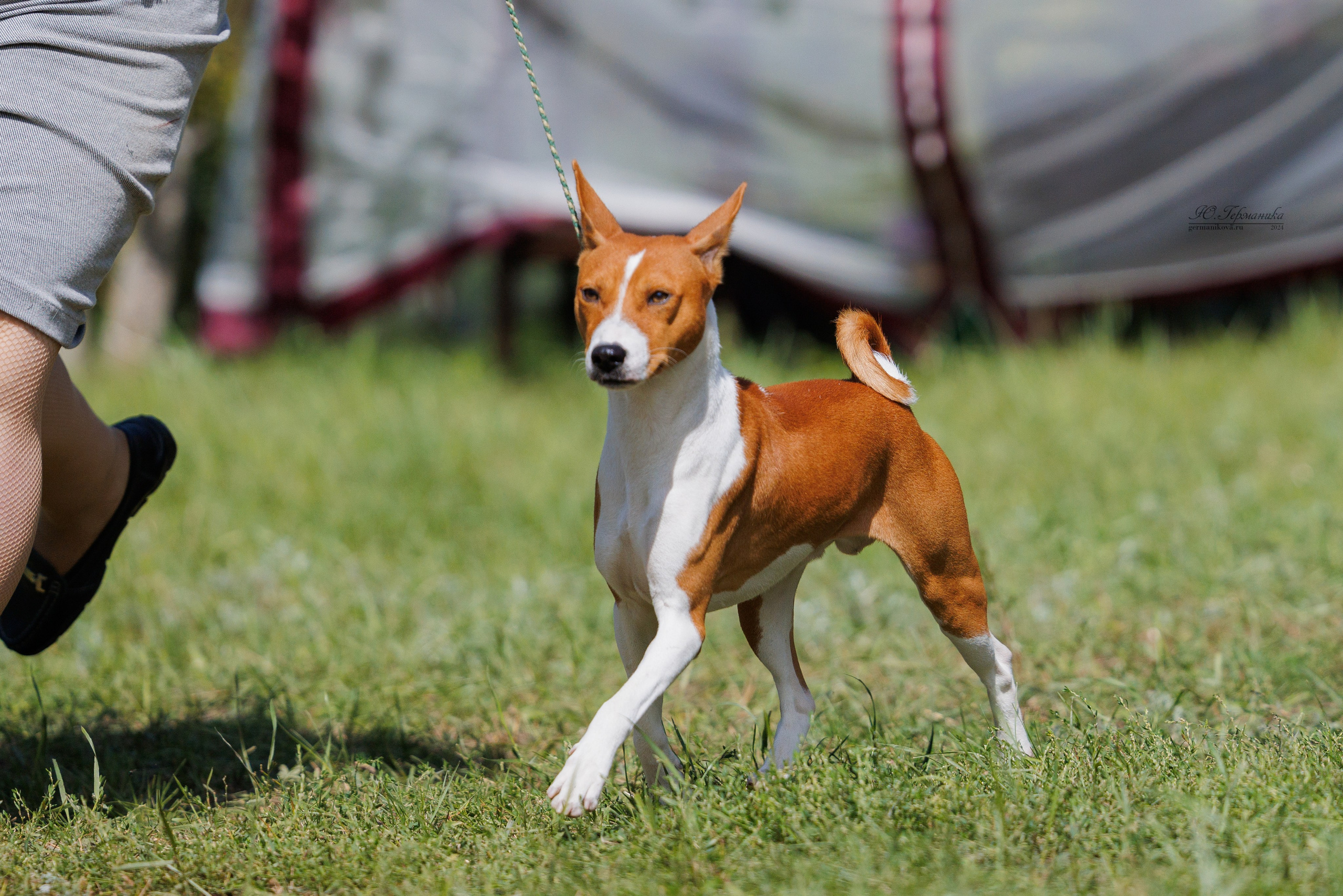 Астана 2хCACIB 17-18.08.2024. Фотограф-анималист Юлия Германика