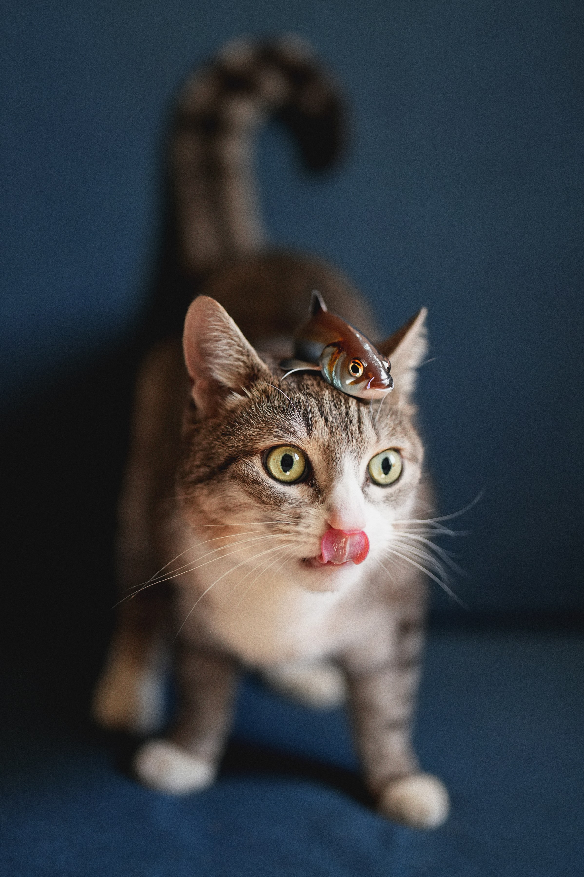 «Мур-Мяу» Котокафе. Фотограф Елена Буданова Тверь