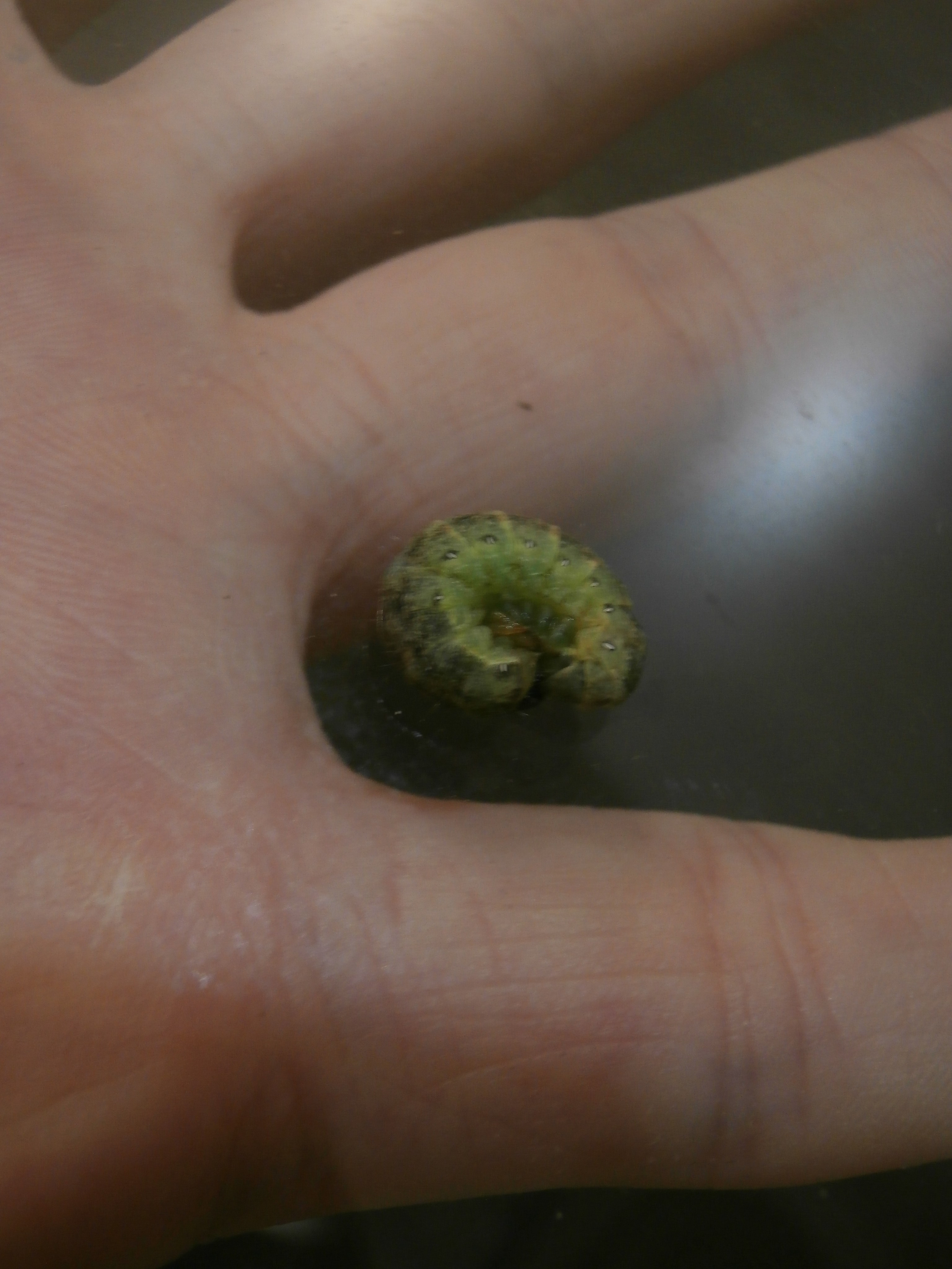 Aglais urticae. Photographer Dima Sharov | Фотограф Дима Шаров