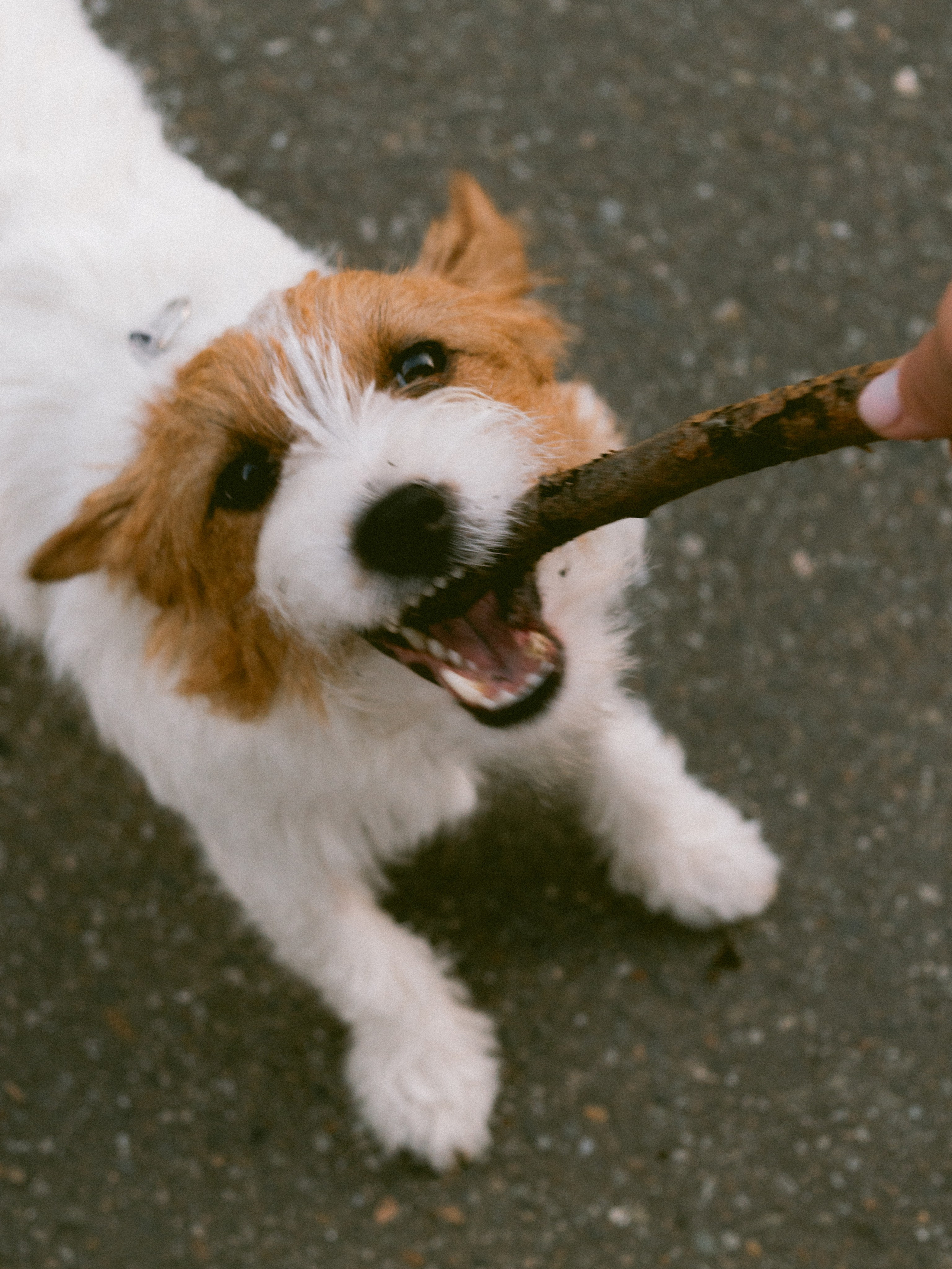 Фотосессия с собакой ко дню рождения. Таня и Ева. Портретный и лавстори фотограф в Стерлитамаке Альбина Шарт