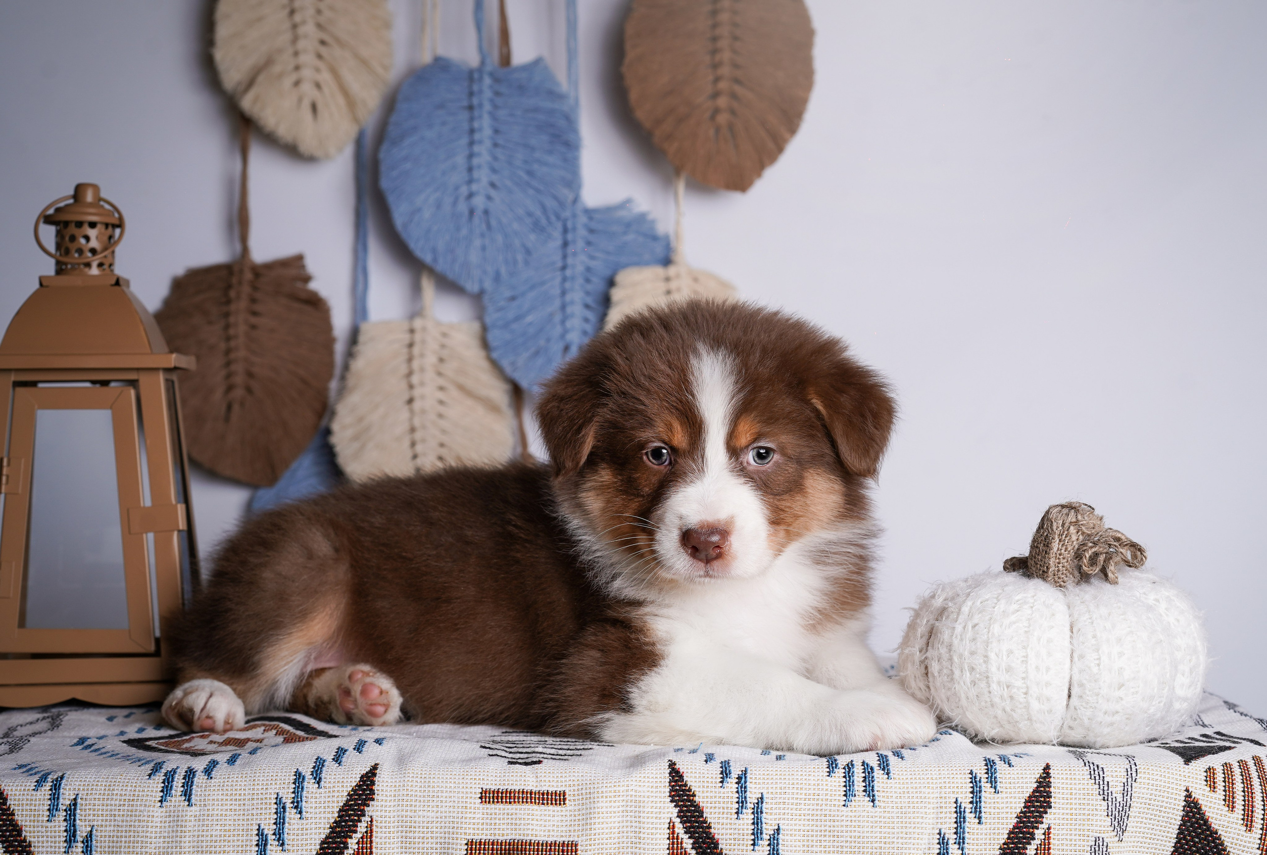 Щенки аусси. Фотограф-анималист в Санкт-Петербурге Яна Мартынова
