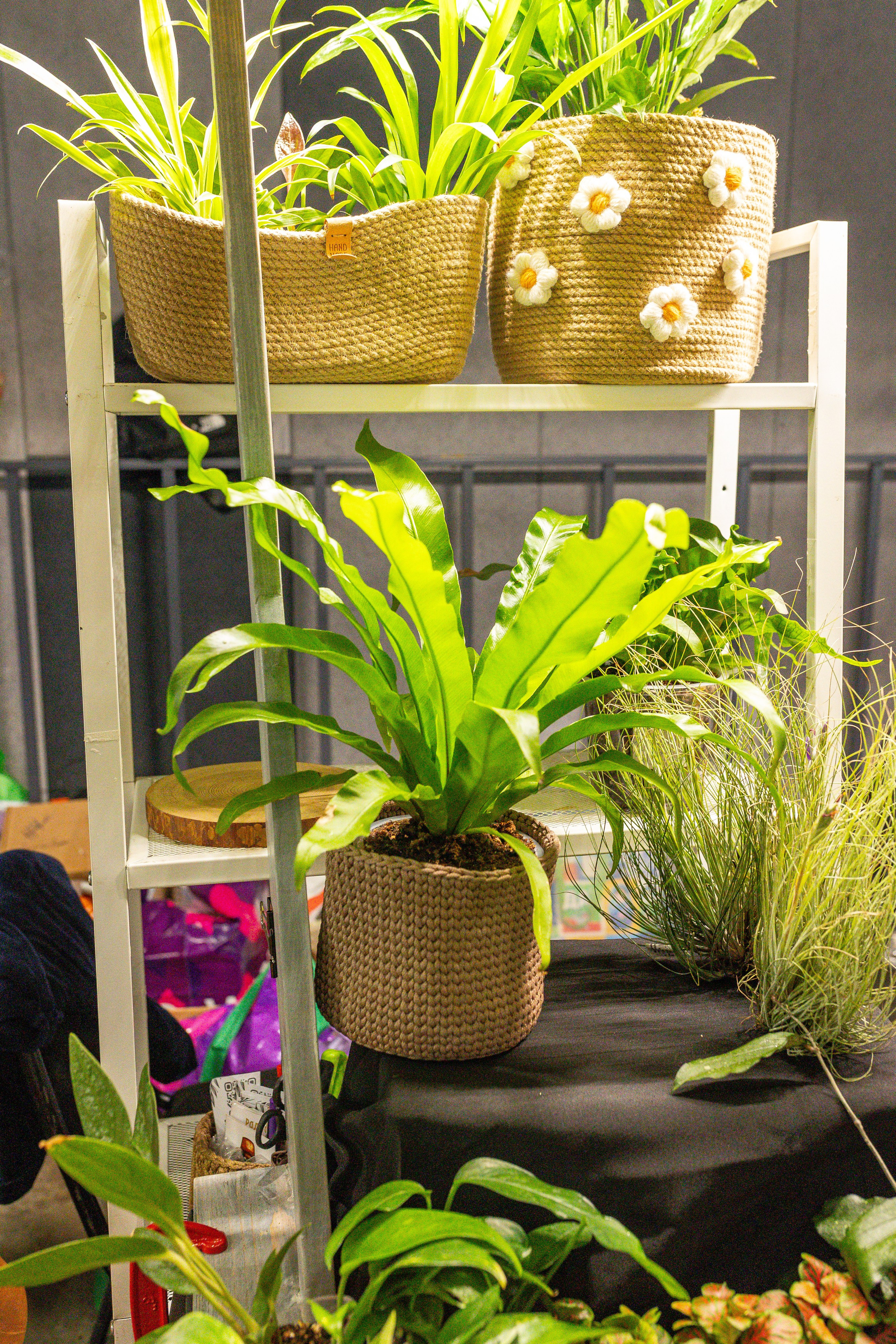 Рептилиум июнь 2025. Александра Куликова фотограф, Москва