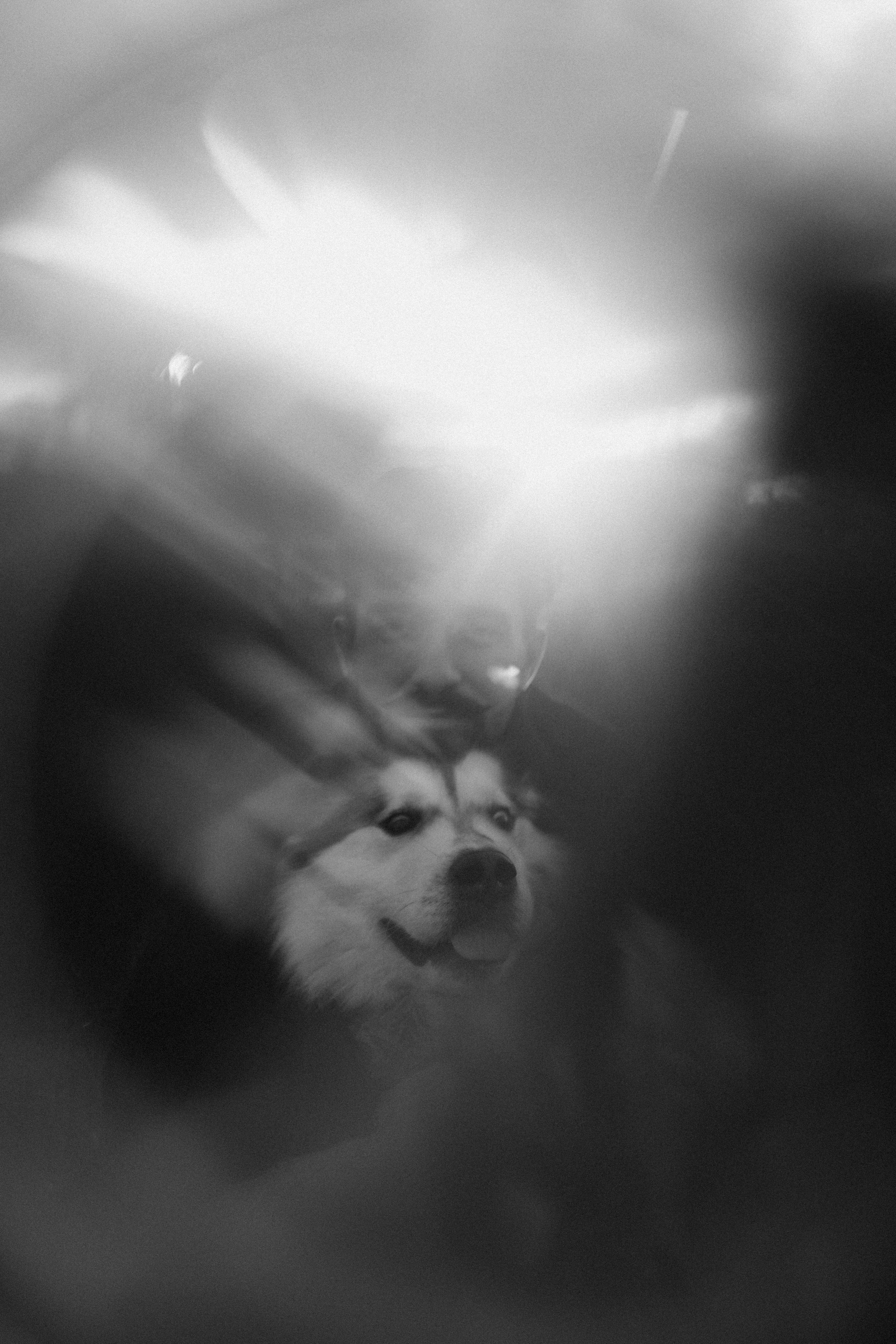 Друг человека. Фотограф Дарья Филатова