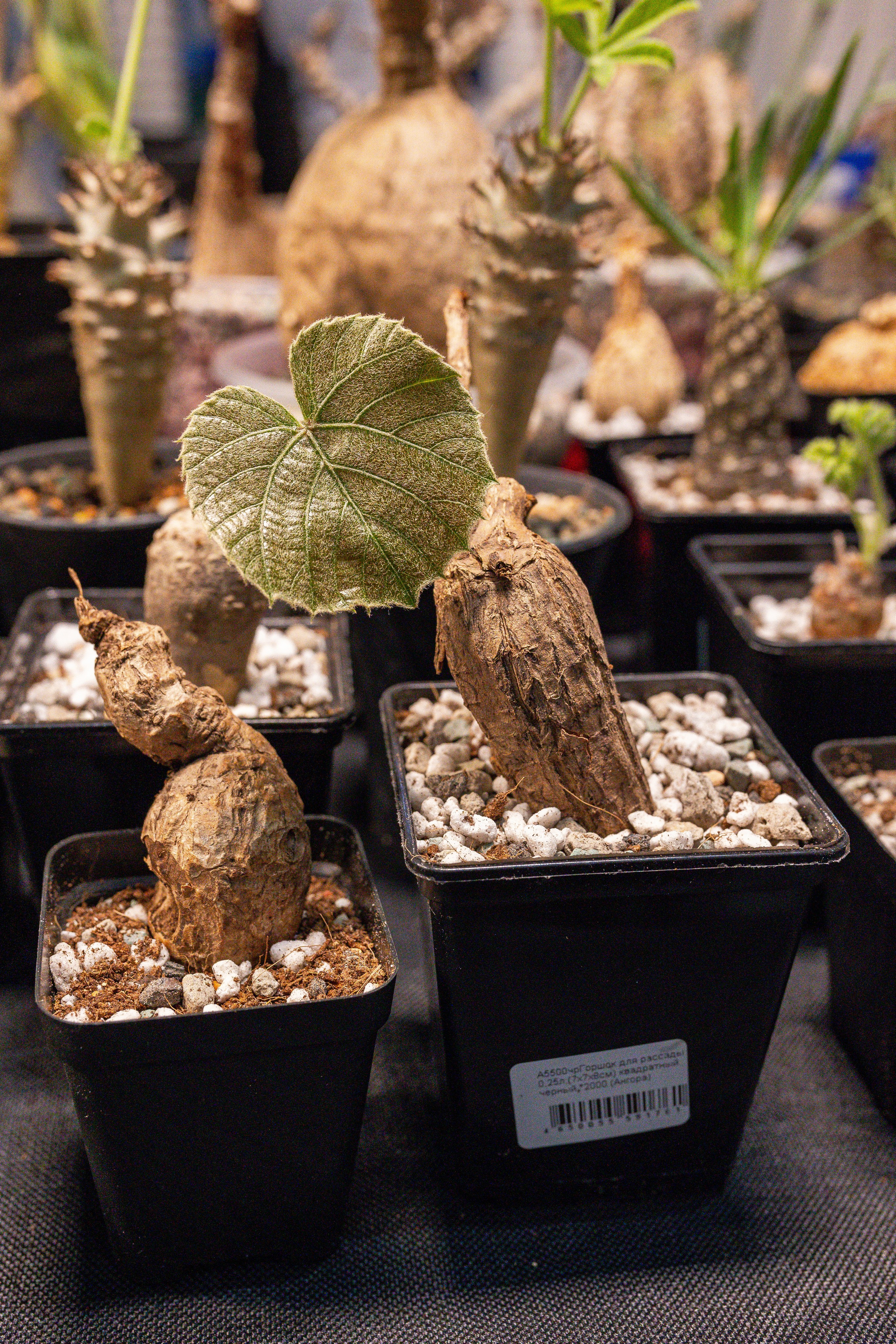 Монстериум апрель 2025. Александра Куликова фотограф, Москва