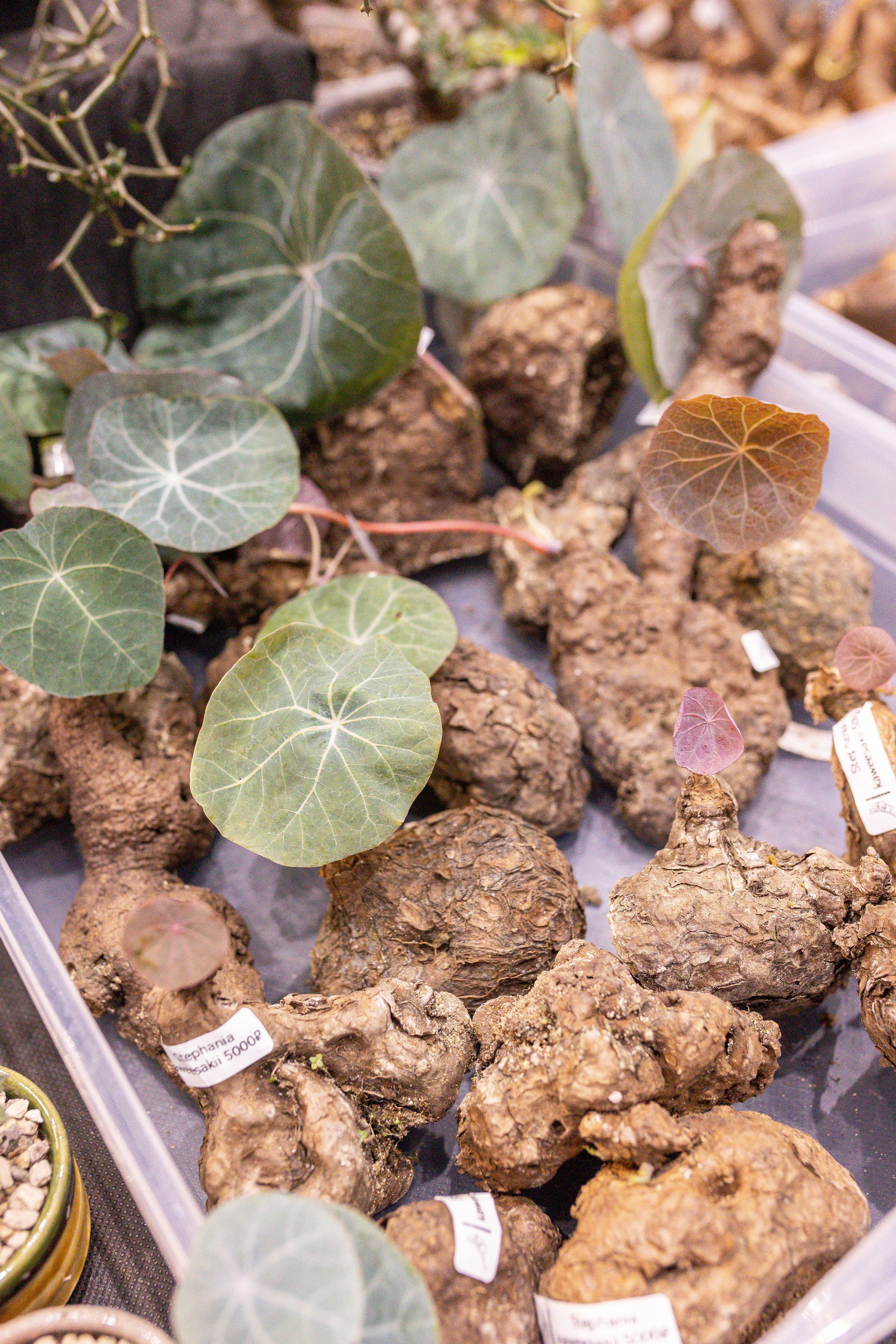 Монстериум 11–12 октября. Александра Куликова фотограф, Москва